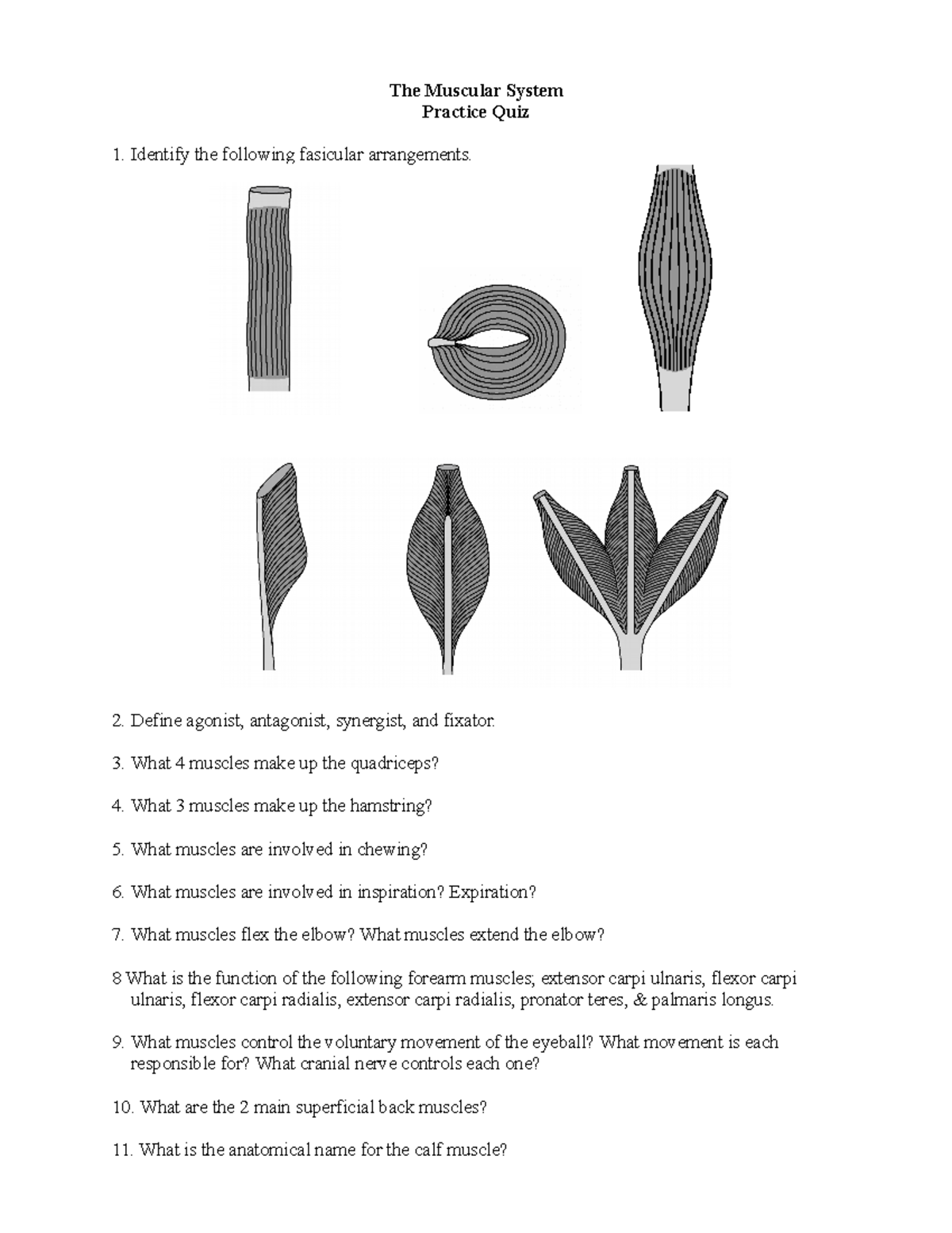 Muscular System Quiz Anatomy And Physiology The Muscular