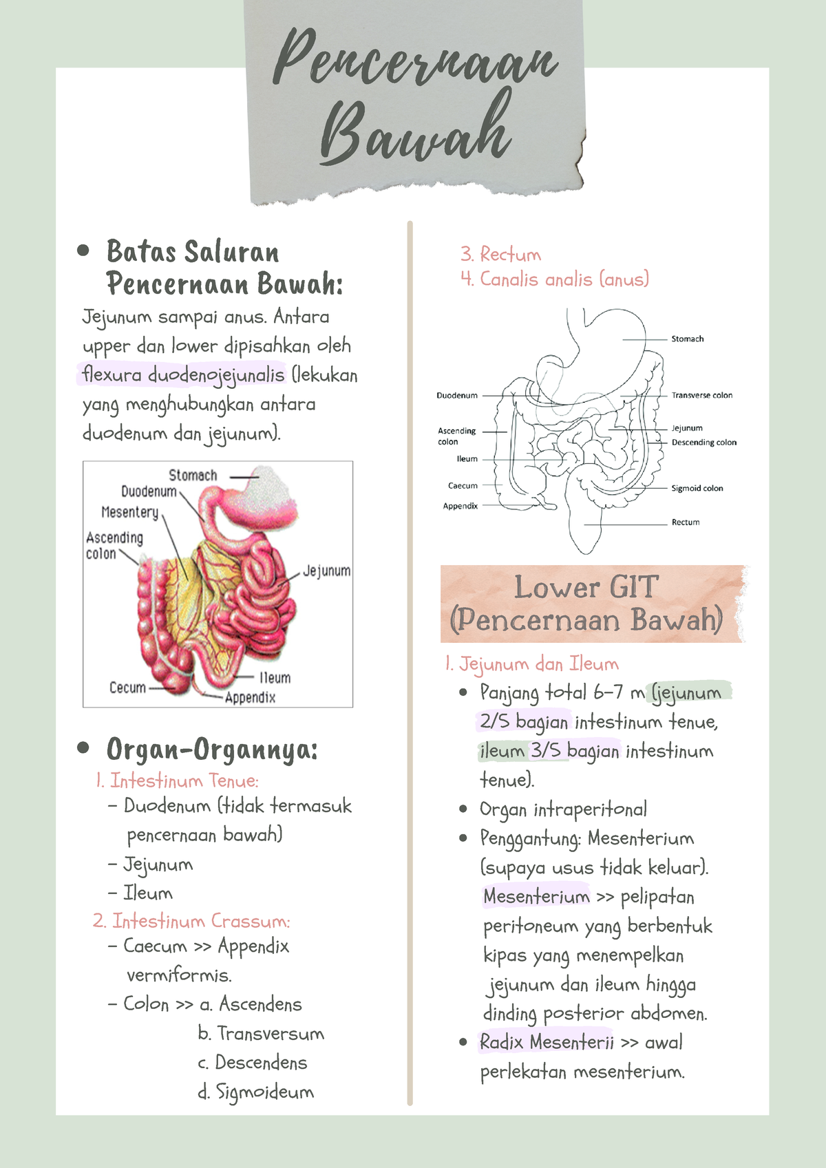 Saluran Cerna Bawah - Panjang Total 6-7 M (jejunum 2/5 Bagian ...