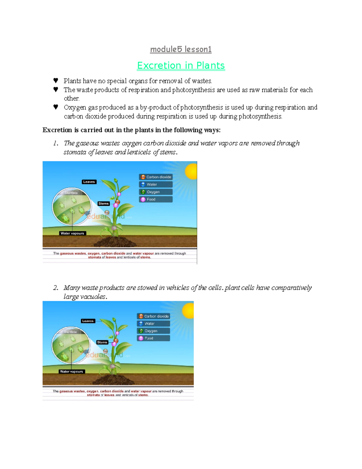 Excretion in plants - module5 lesson Excretion in Plants Plants have no ...