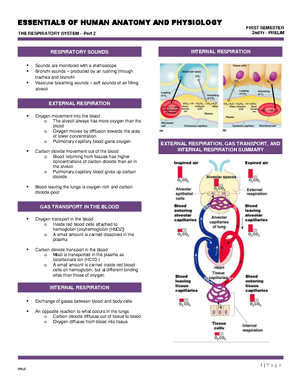 Ana Phy of Respiratory System - ANATOMY AND PHYSIOLOGY OF RESPIRATORY ...