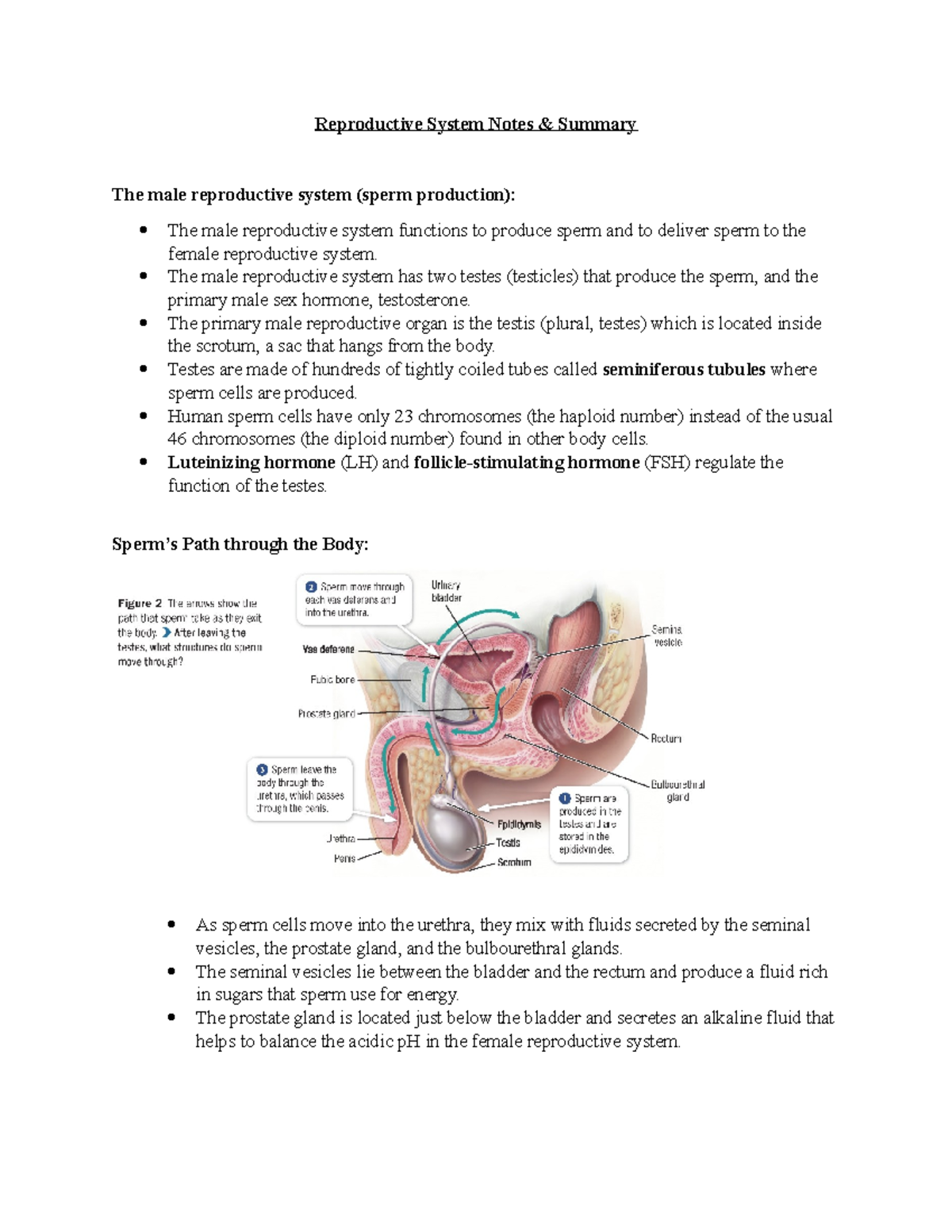 Reproductive System & Human Development before birth Notes & Summary - Reproductive  System Notes - StuDocu