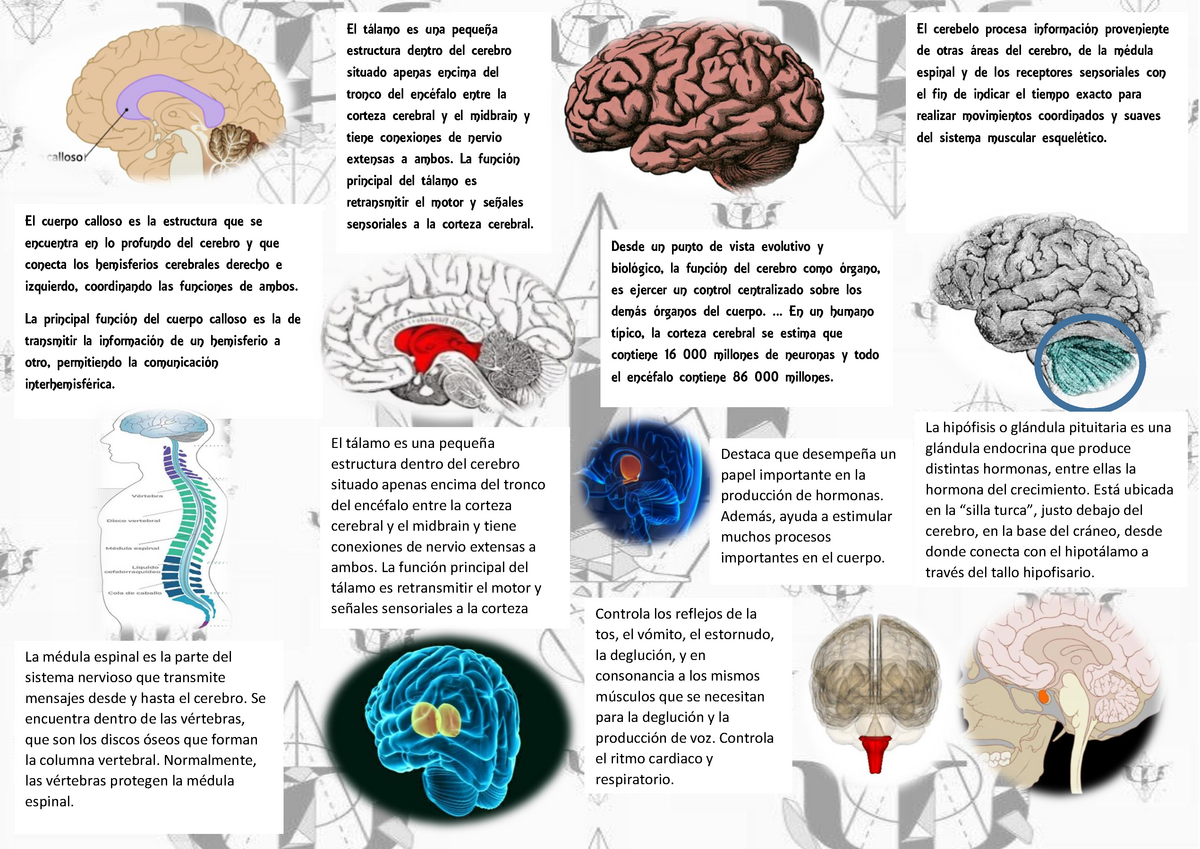 Productos asequibles Junlinto Herramienta anatómica de enseñanza médica  anatómica del Cerebro anatómico Modelo Cerebral Humano Envío asequible El  producto más vendido 