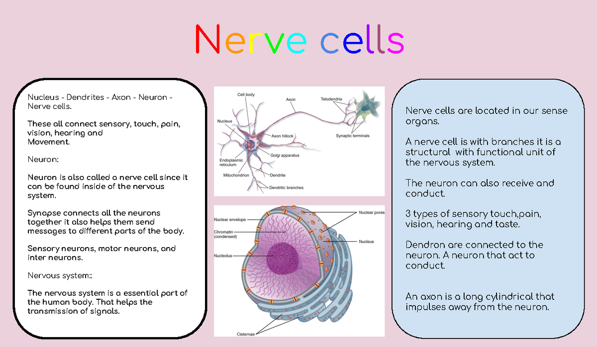 Neuron cell pdf - notes - Nucleus - Dendrites - Axon - Neuron - Nerve ...
