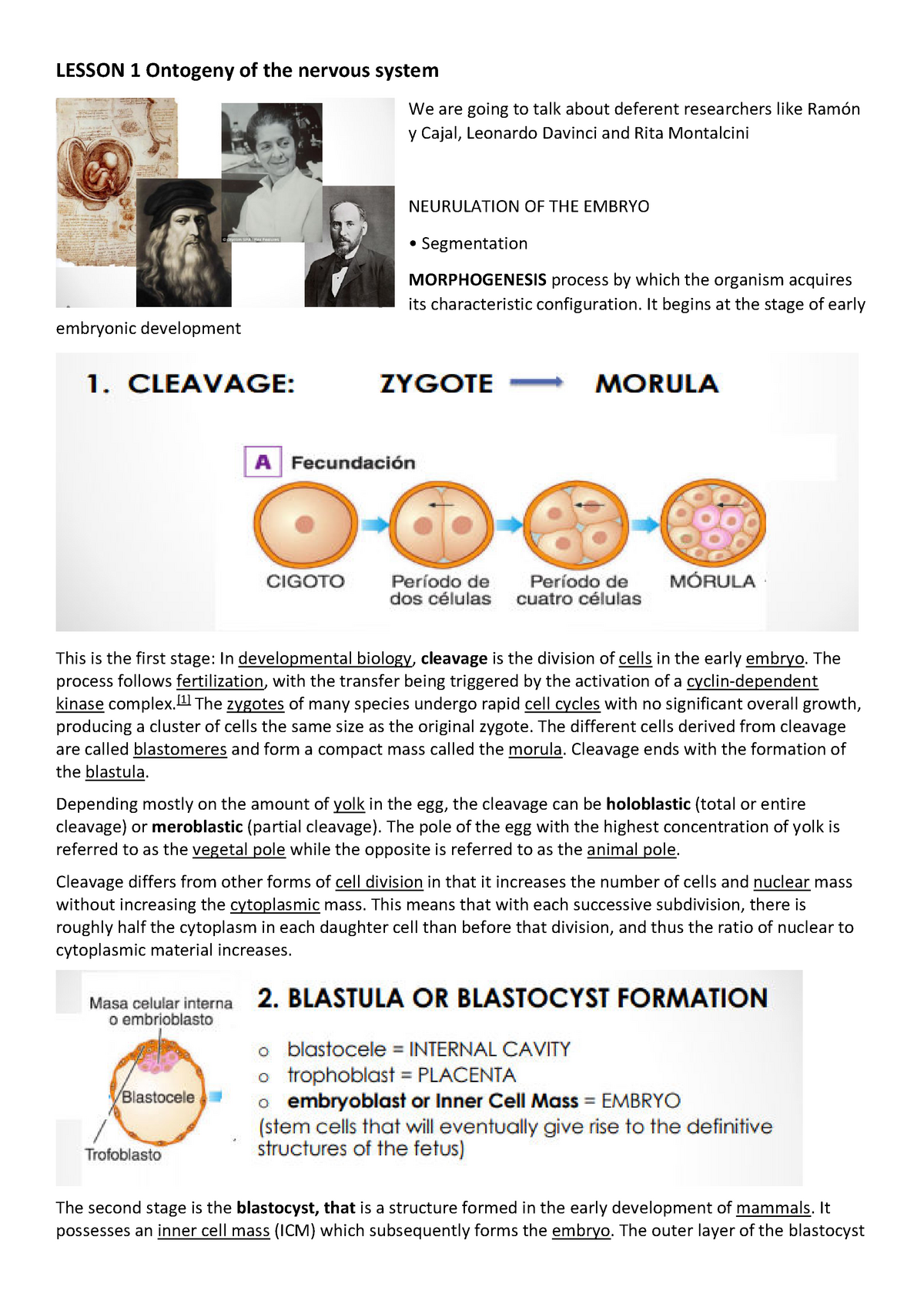 blastula humana