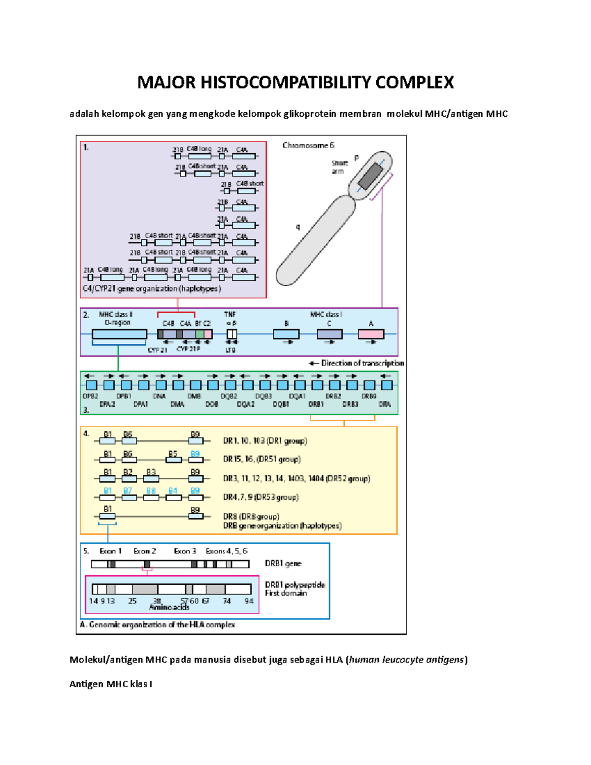 Major Histocompatibility Complex - MAJOR HISTOCOMPATIBILITY COMPLEX ...