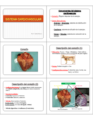 Anatodolor - Anatomia - 1. MECANISMOS DE LA TRANSMISION DOLOROSA ...