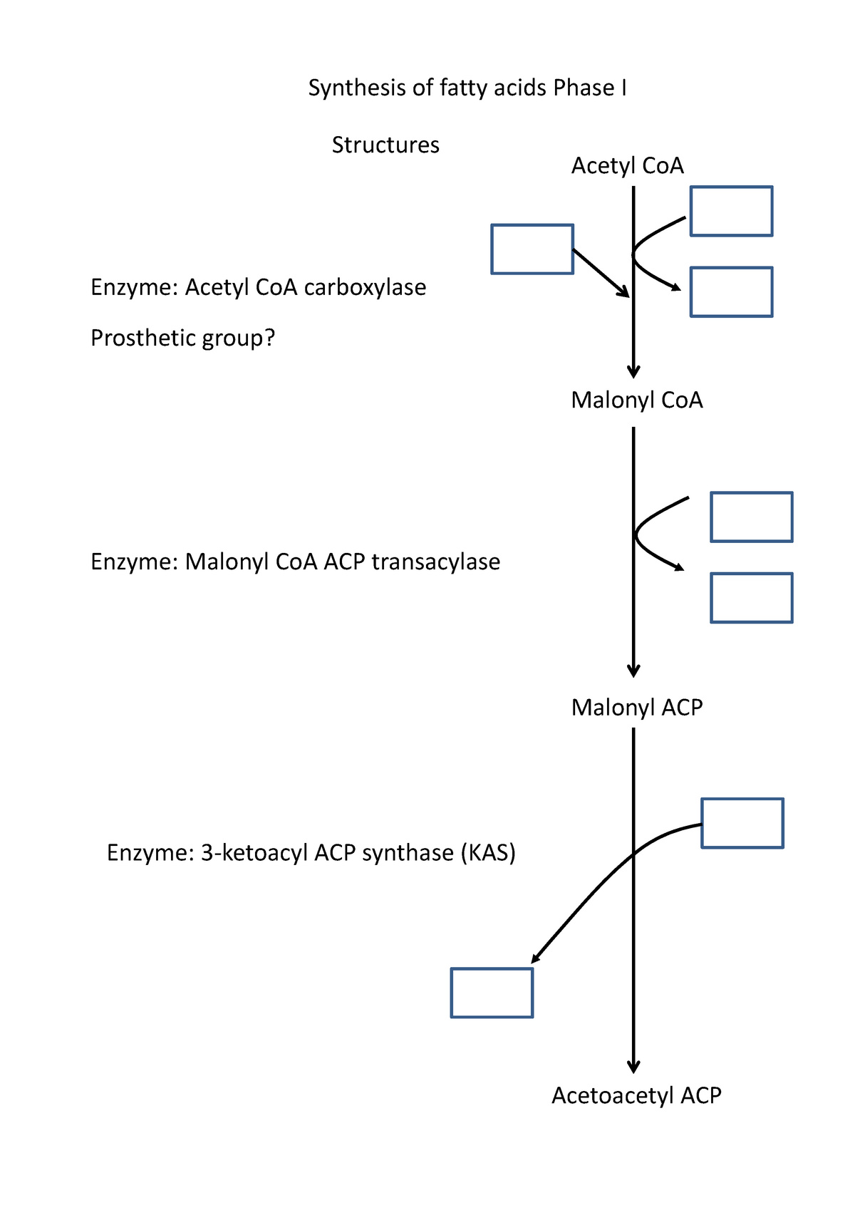 Lipid Metabolism Concept Maps Warning Tt Undefined Function 32 Synthesis Of Fatty Acids 4474