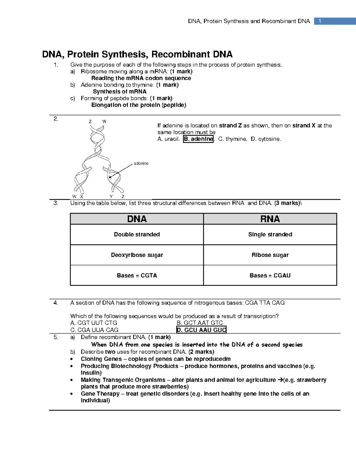 2 dna protein synthesis dna provincial key DNA, Protein Synthesis, DNA