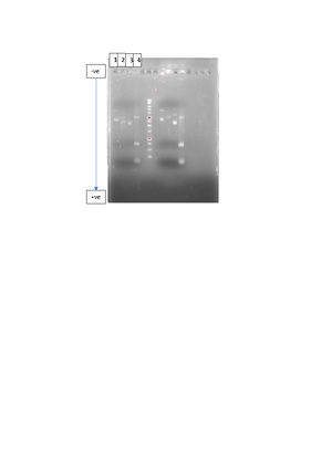 PDF Membrane Permeability Experiment Using Beta Vulgaris Samples ...