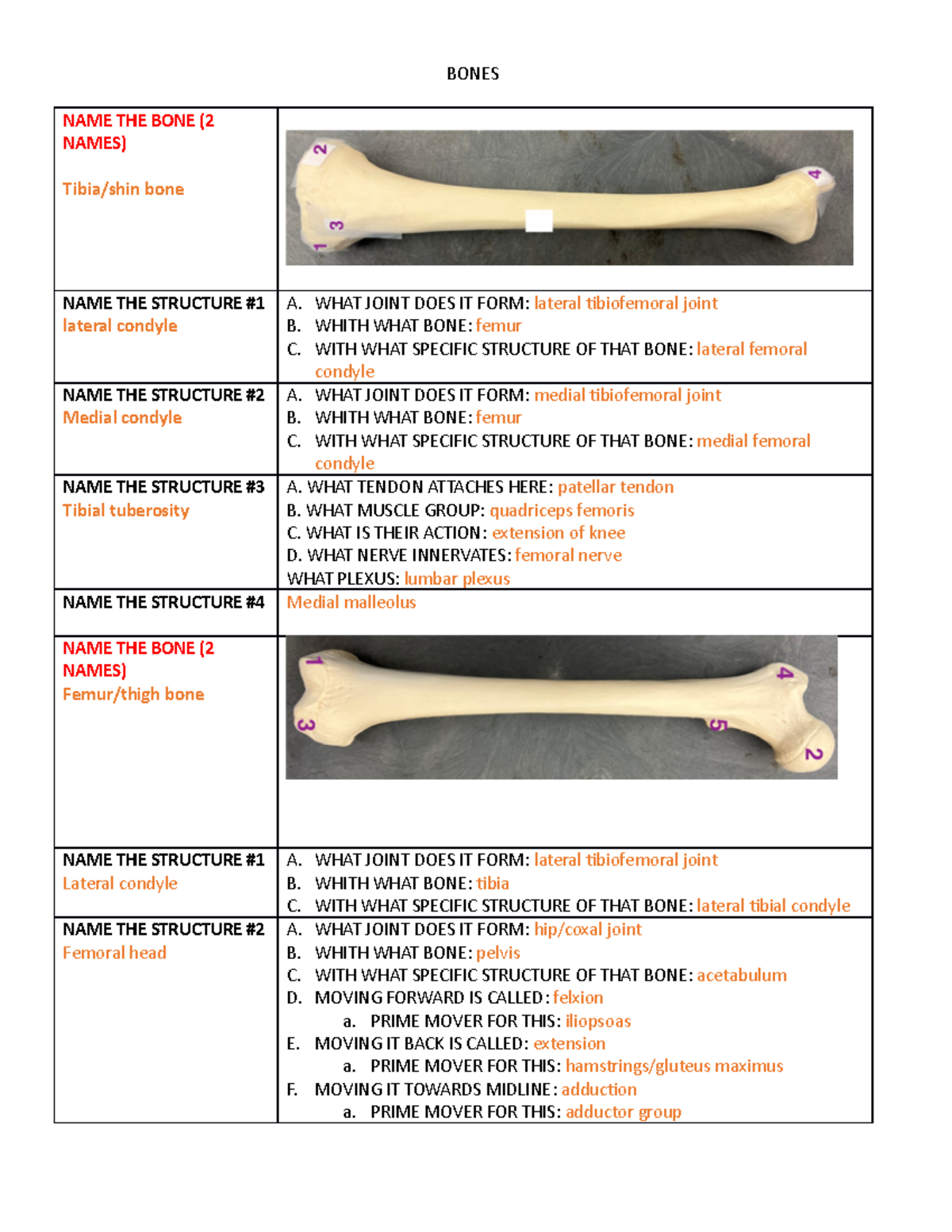 Shin bone name