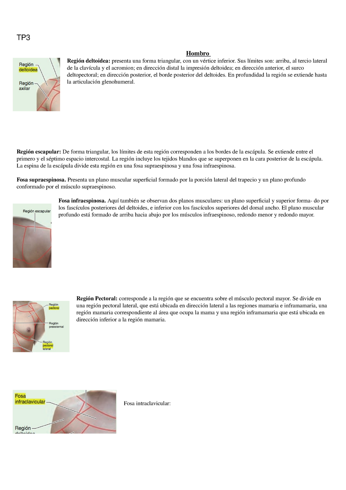 Resumen De Regiones Escapular Deltoidea Infraclavicular Y Pectoral Hombro Axila Plexo