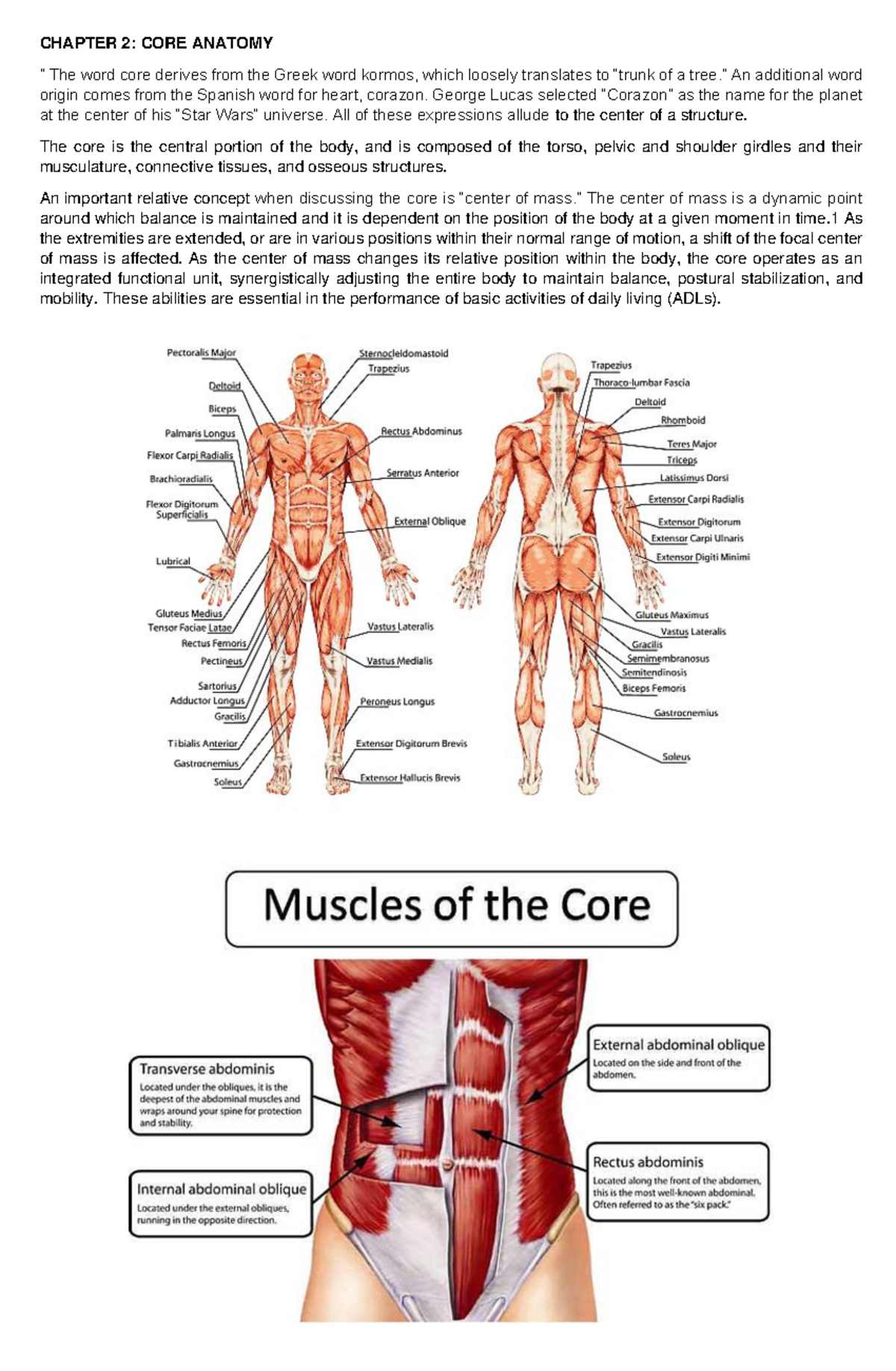 chapter-2-pathfit-2-123340-123805-chapter-2-core-anatomy-the-word