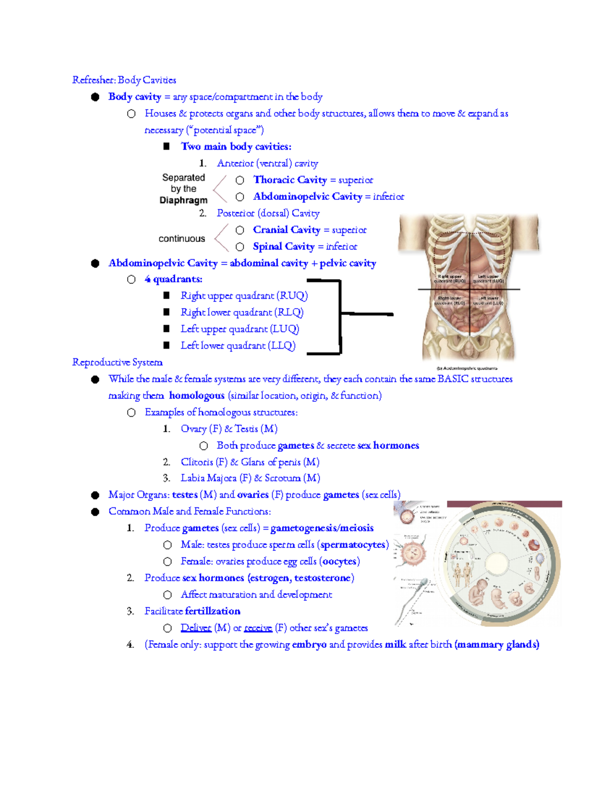 Reproductive System (CH 28) - Refresher: Body Cavities Body cavity ...