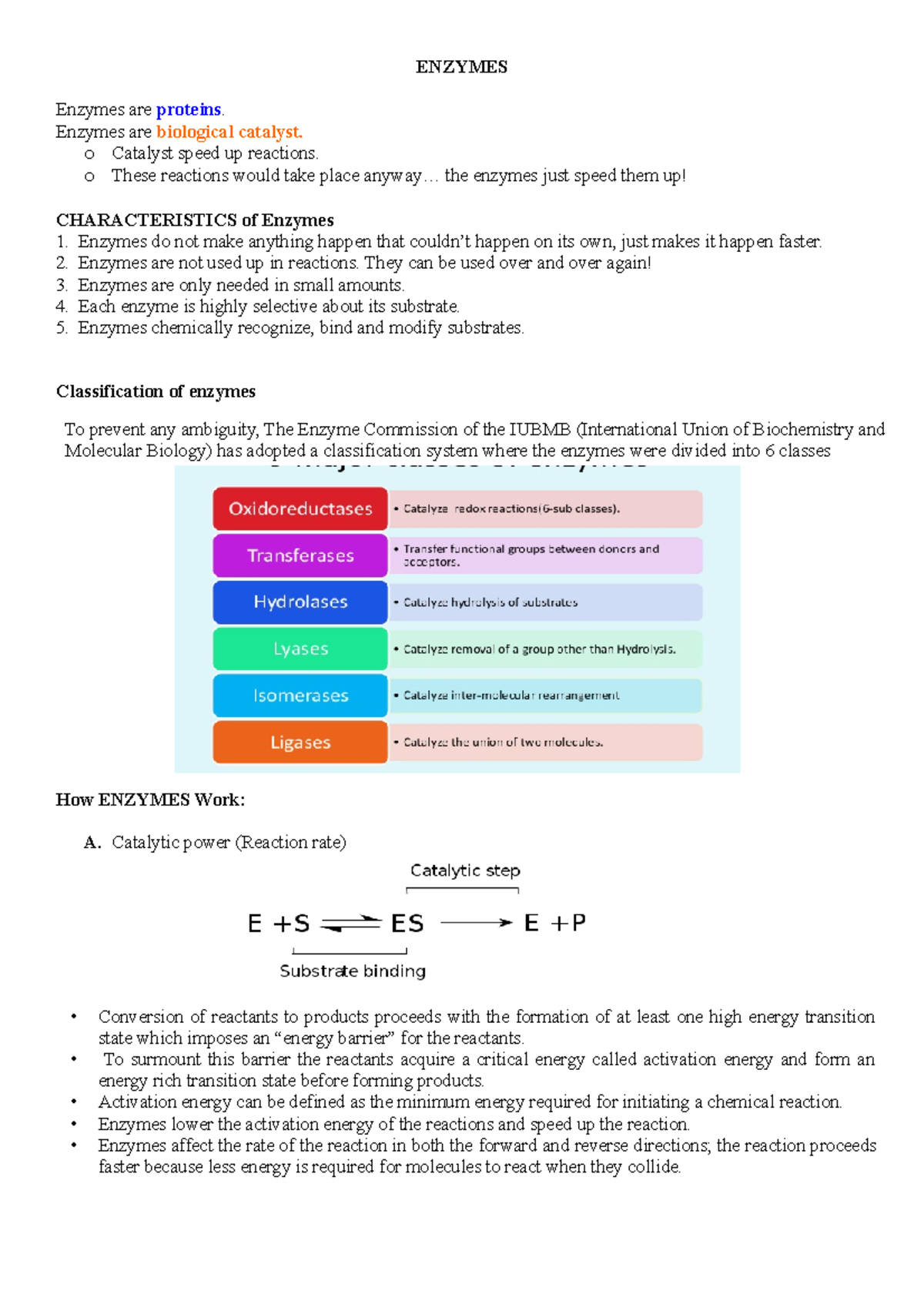 Enzymes ENZYMES Enzymes are proteins. Enzymes are biological catalyst