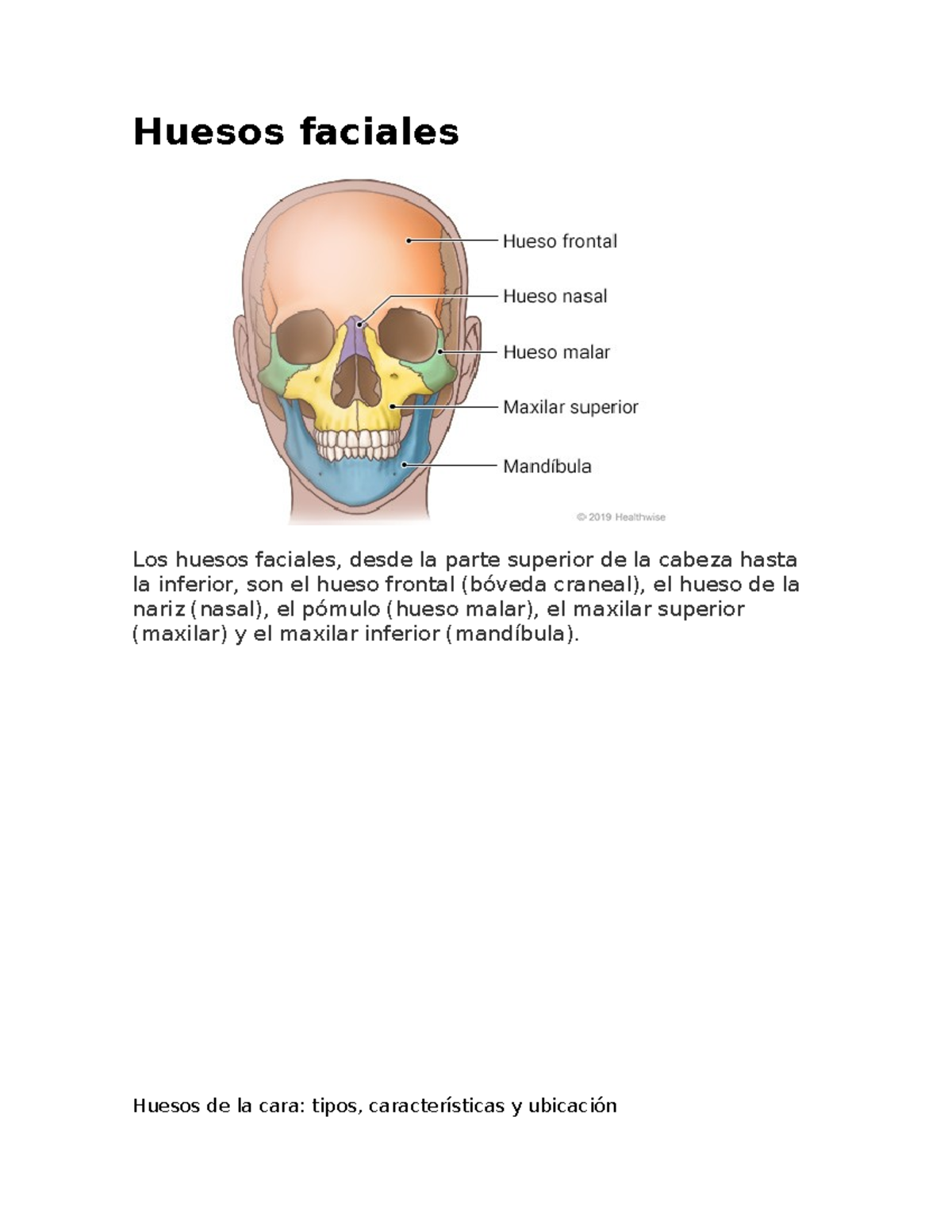 Huesos de la cara parte 1 - Huesos faciales Los huesos faciales, desde ...