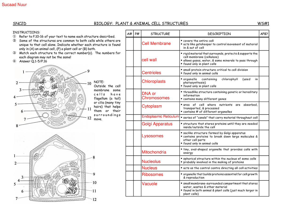  Cell Structure Worksheet - SNC2D BIOLOGY: PLANT & ANIMAL CELL  STRUCTURES WS# INSTRUCTIONS: Î - Studocu