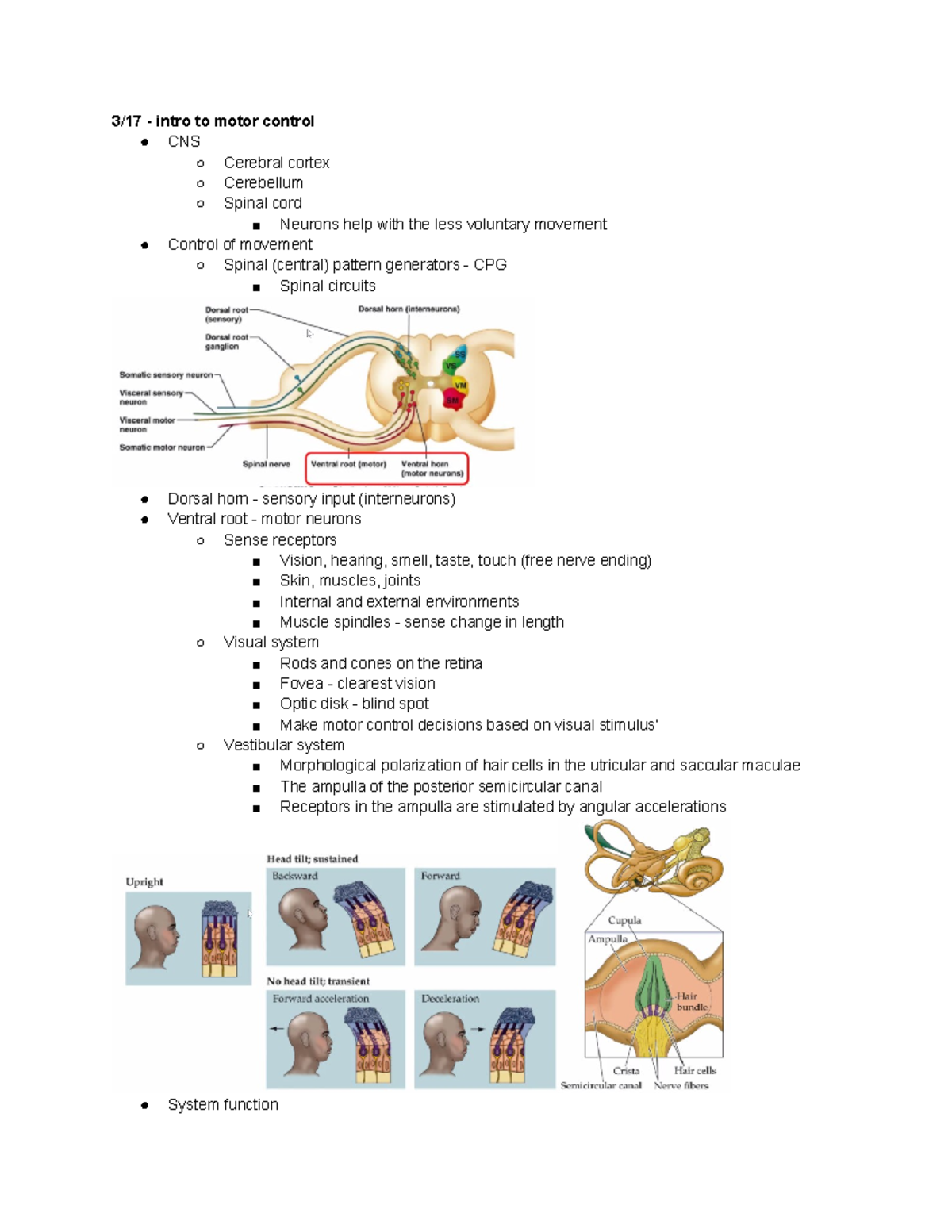 Exam 2 Notes - 3/17 - intro to motor control CNS Cerebral cortex ...