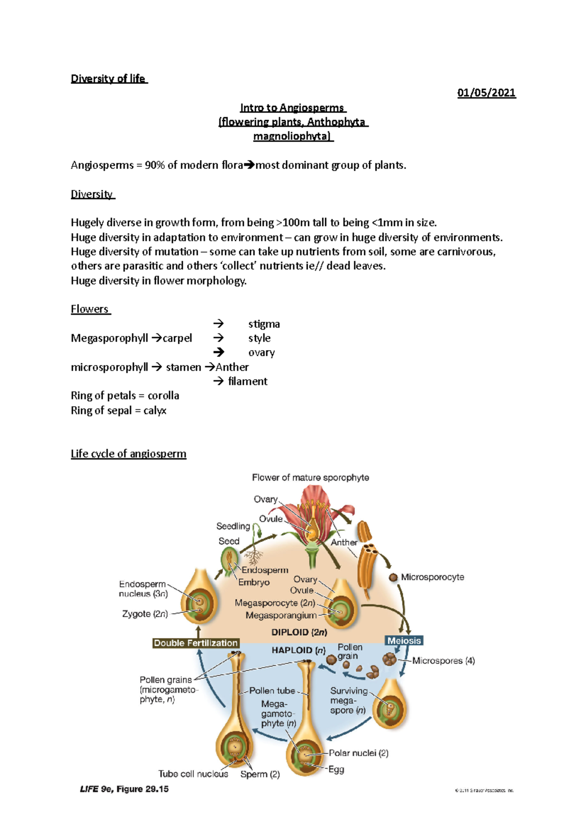 Intro to angiosperms - Lecture notes 11 - Diversity of life 30/04/2019 ...