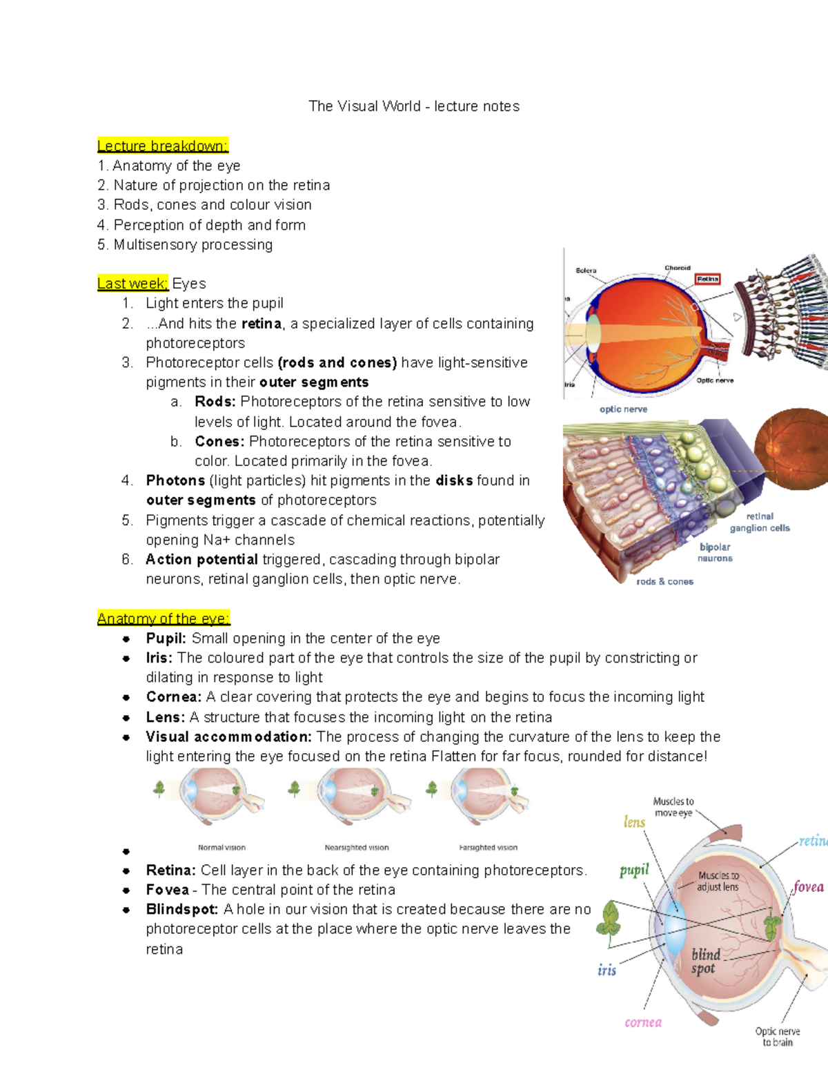 The Visual World - lecture notes - Psyc236 - queensu - Studocu