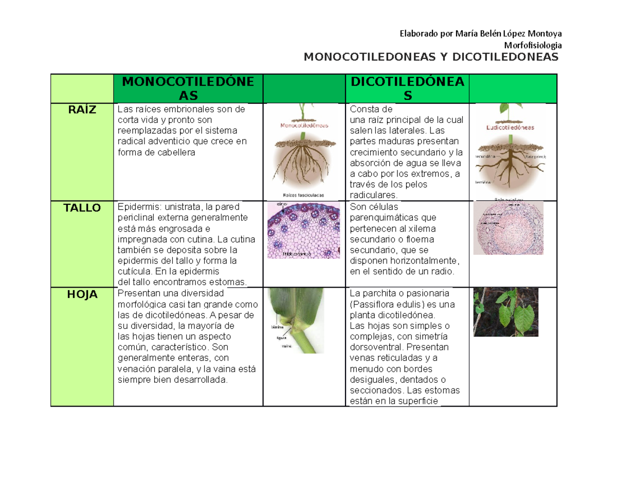 Monocotiledóneas - Elaborado por María Belén López Montoya