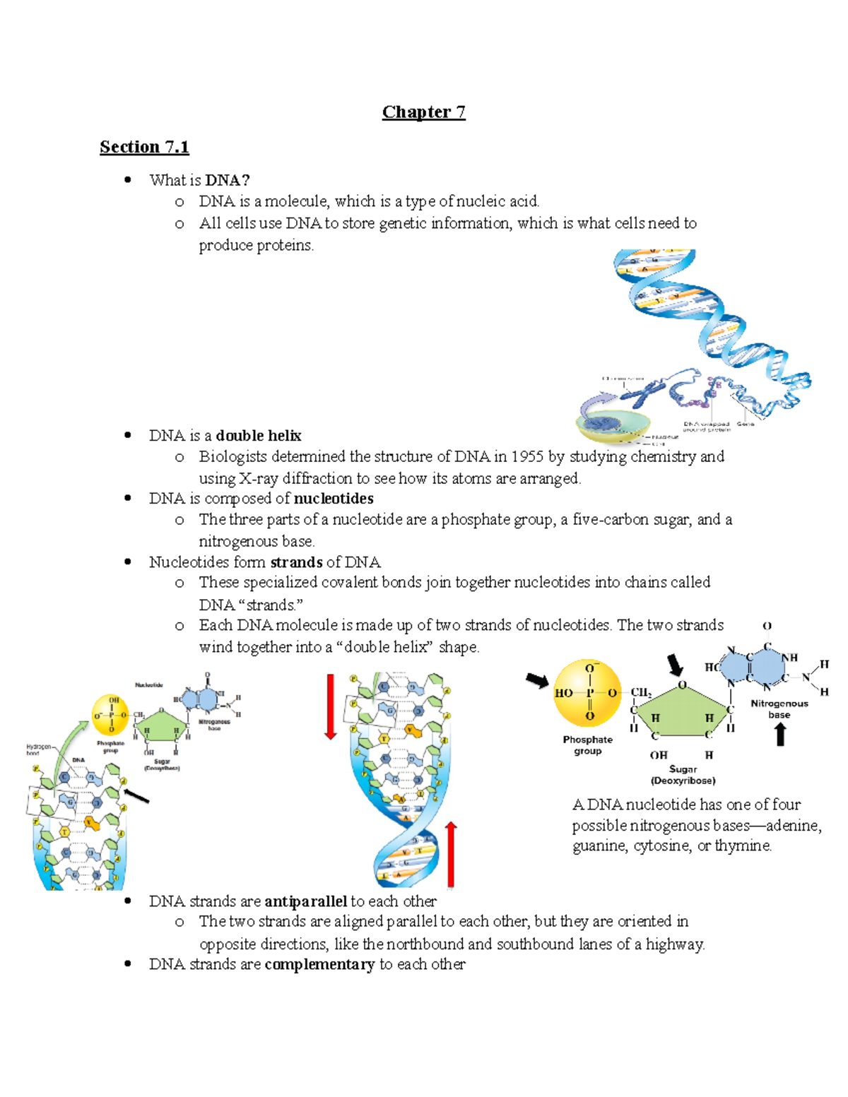 Chapter 7 Notes - Chapter 7 Section 7. What is DNA? o DNA is a molecule ...