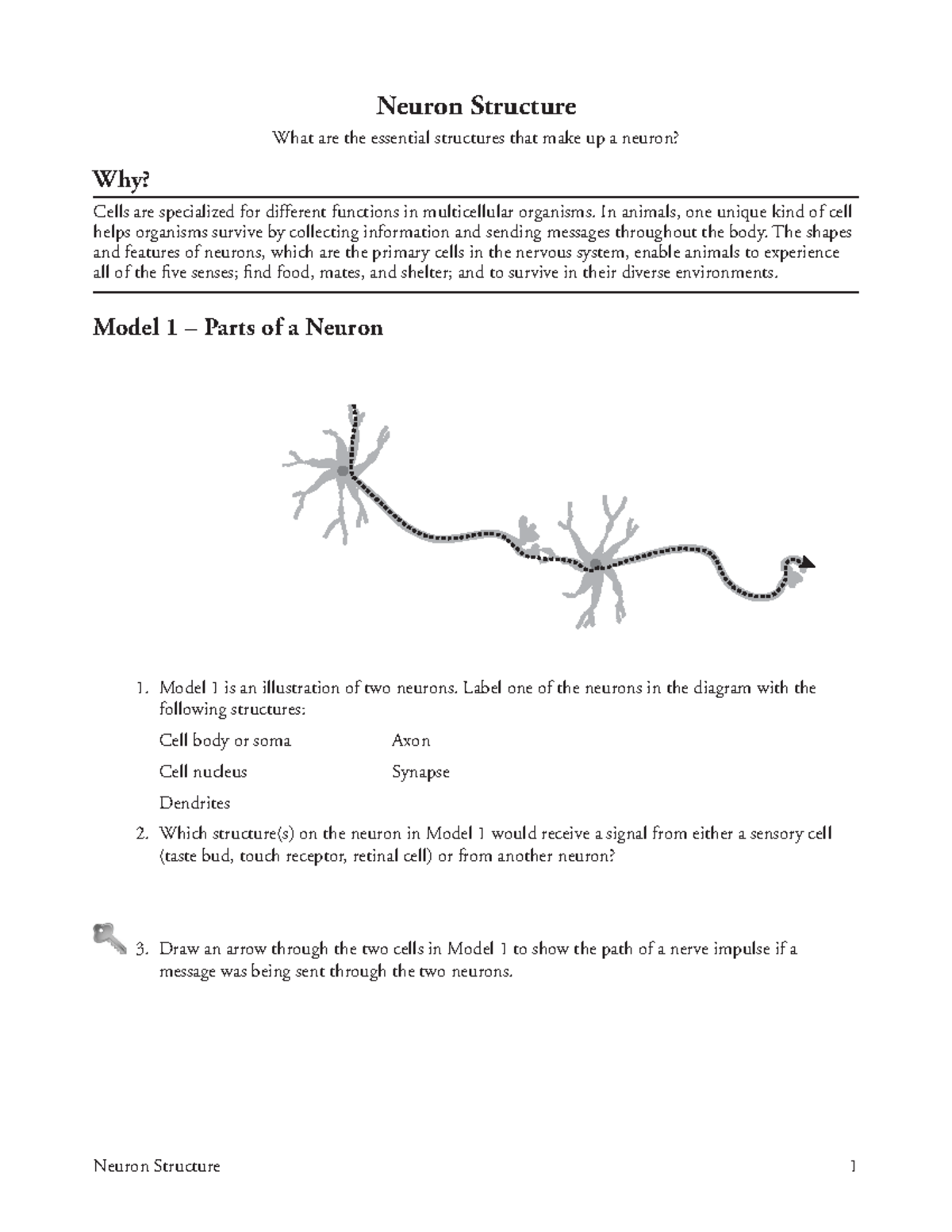 Ryan Avila 29 Neuron StructureS Neuron Structure 1 Neuron