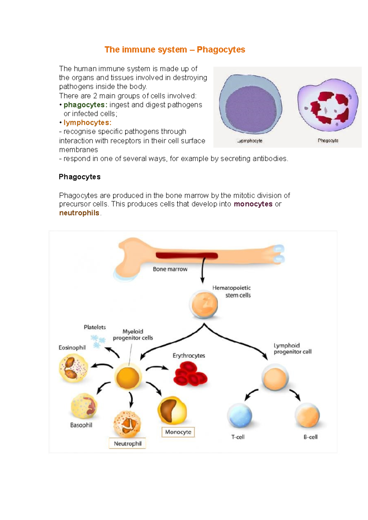 The immune system - There are 2 main groups of cells involved ...