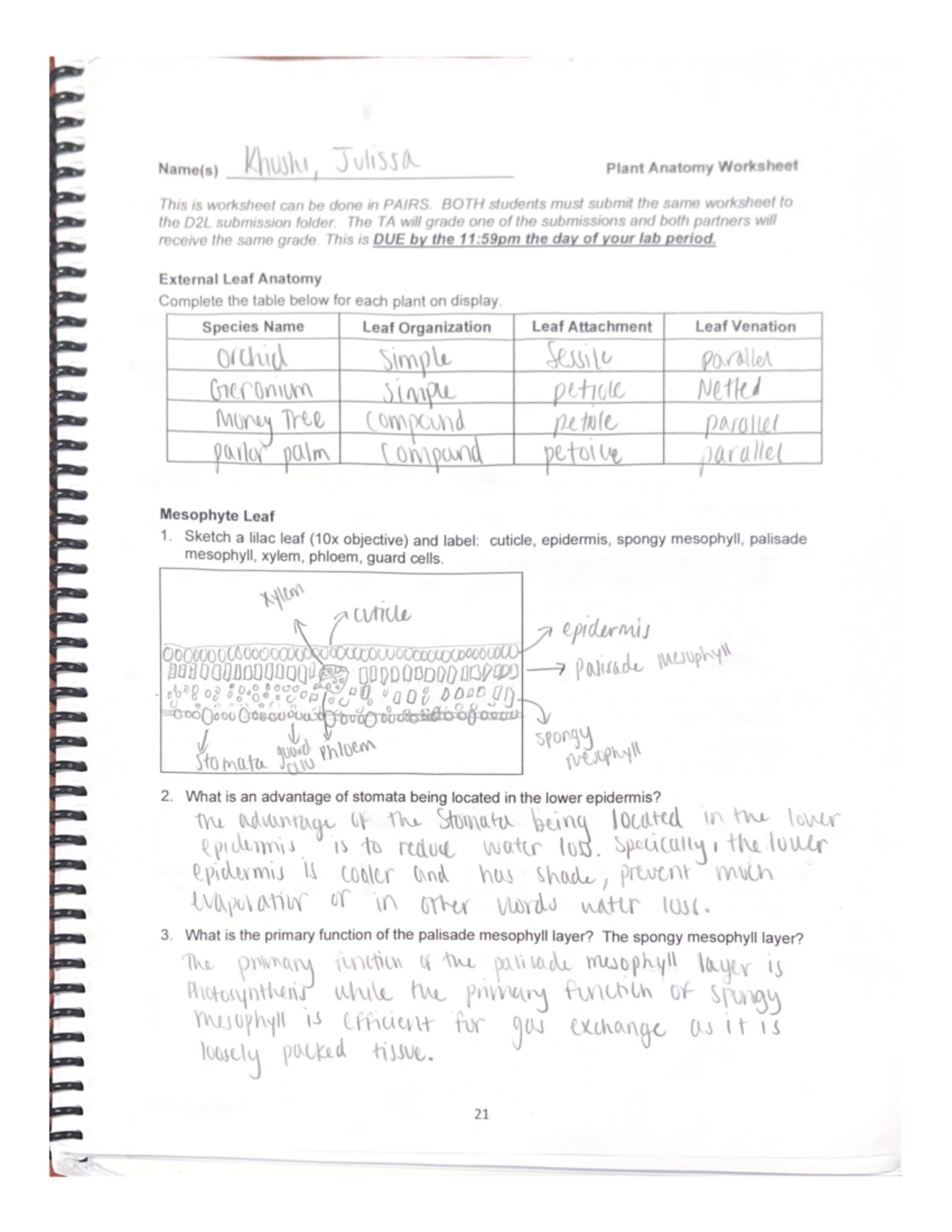 Khushi Plant Anatomy Worksheet - Bio 193 Lab - BIO 193 - Studocu
