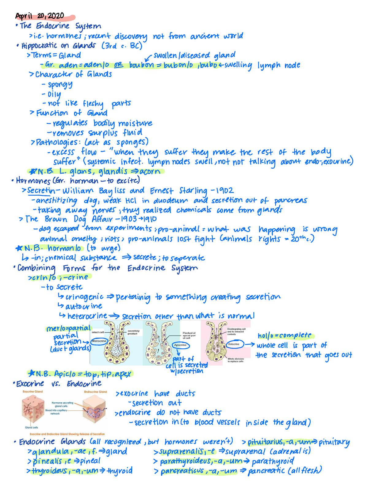 Exam 6 Med Term - Endocrine system and GI tract terms - April 20, The ...