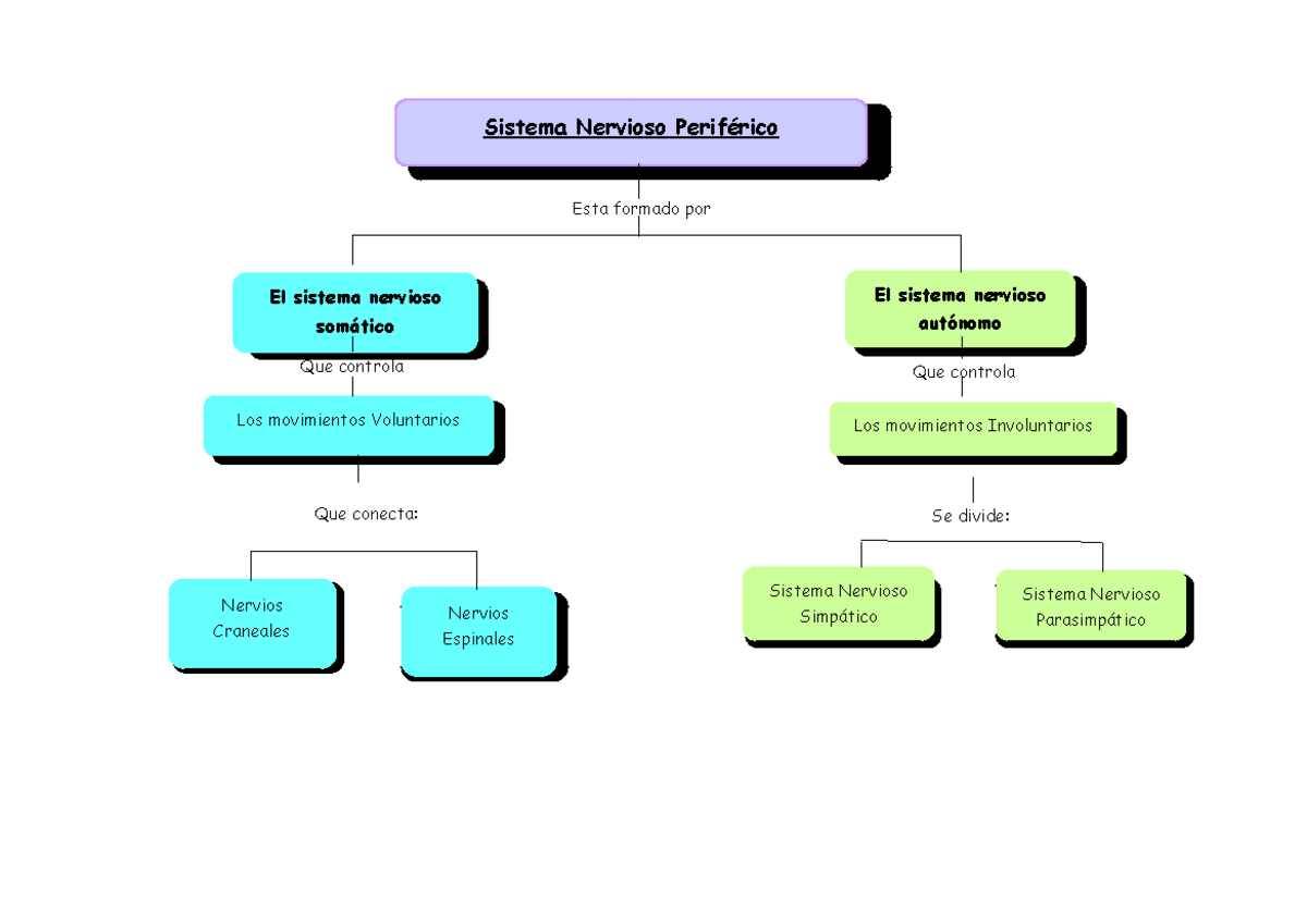 Cuadro Sinoptico Del Sistema Nervioso Periferico www.studocu.com