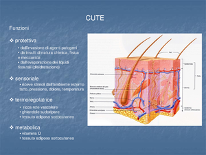 Pelle O Cute Organo Indicatore Della Salute Dell Individuo Dermacosmesi