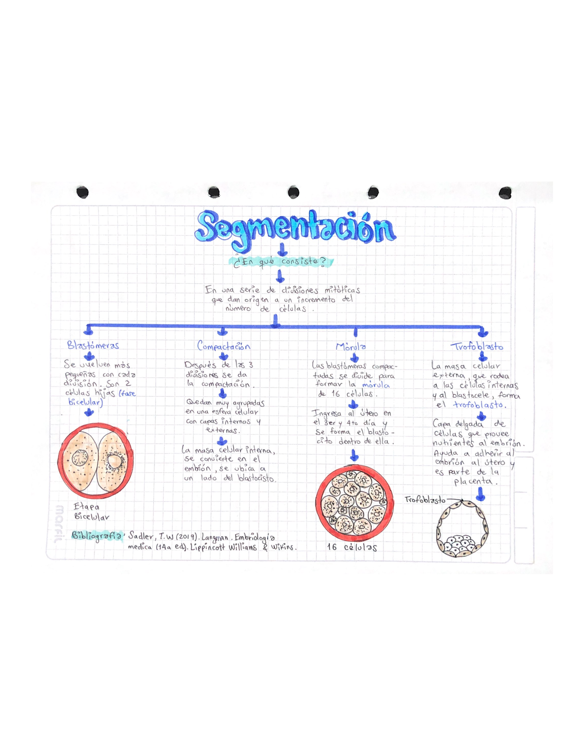 Mapa Conceptual Segmentaci N Embriolog A General Y Evoluci N Studocu