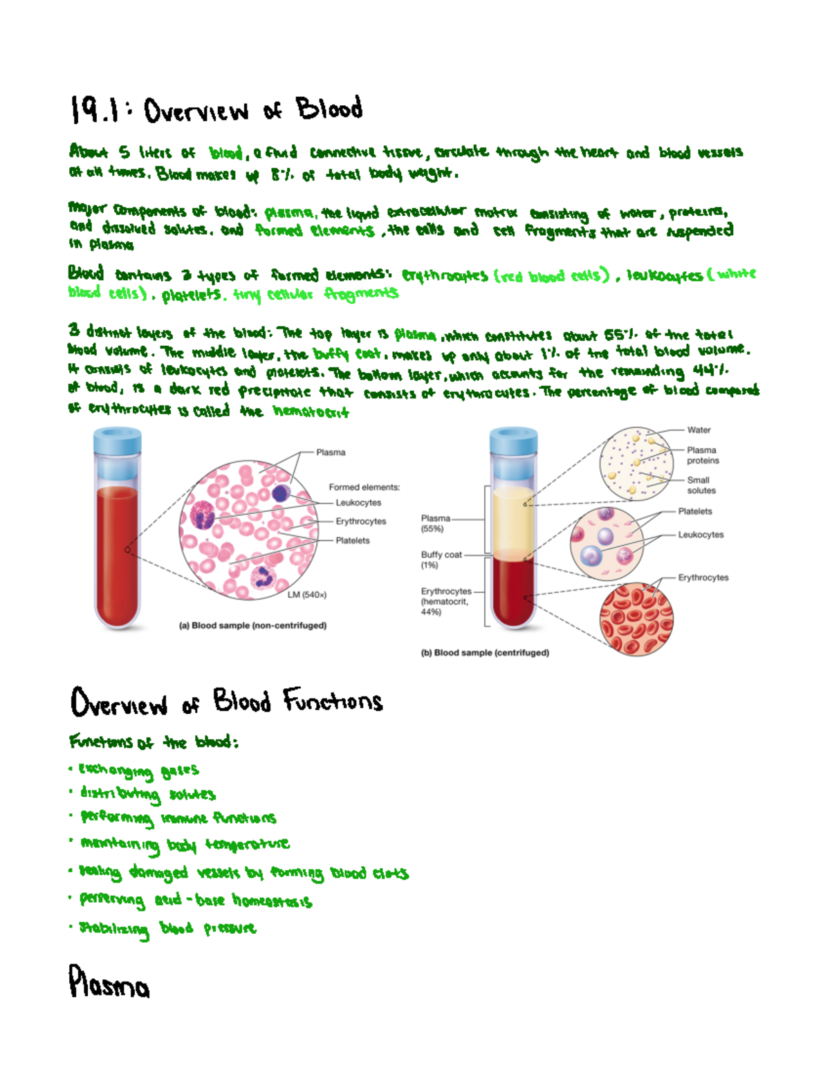 Chapter 19 - Blood - Notes from textbook - 9 1 Overview of Blood bout 5 ...