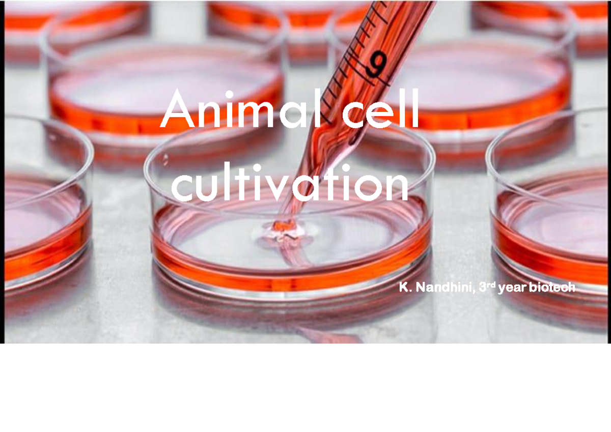 Animal Cell Culture 1 - K. Nandhini, 3 rd year biotech Animal cell ...