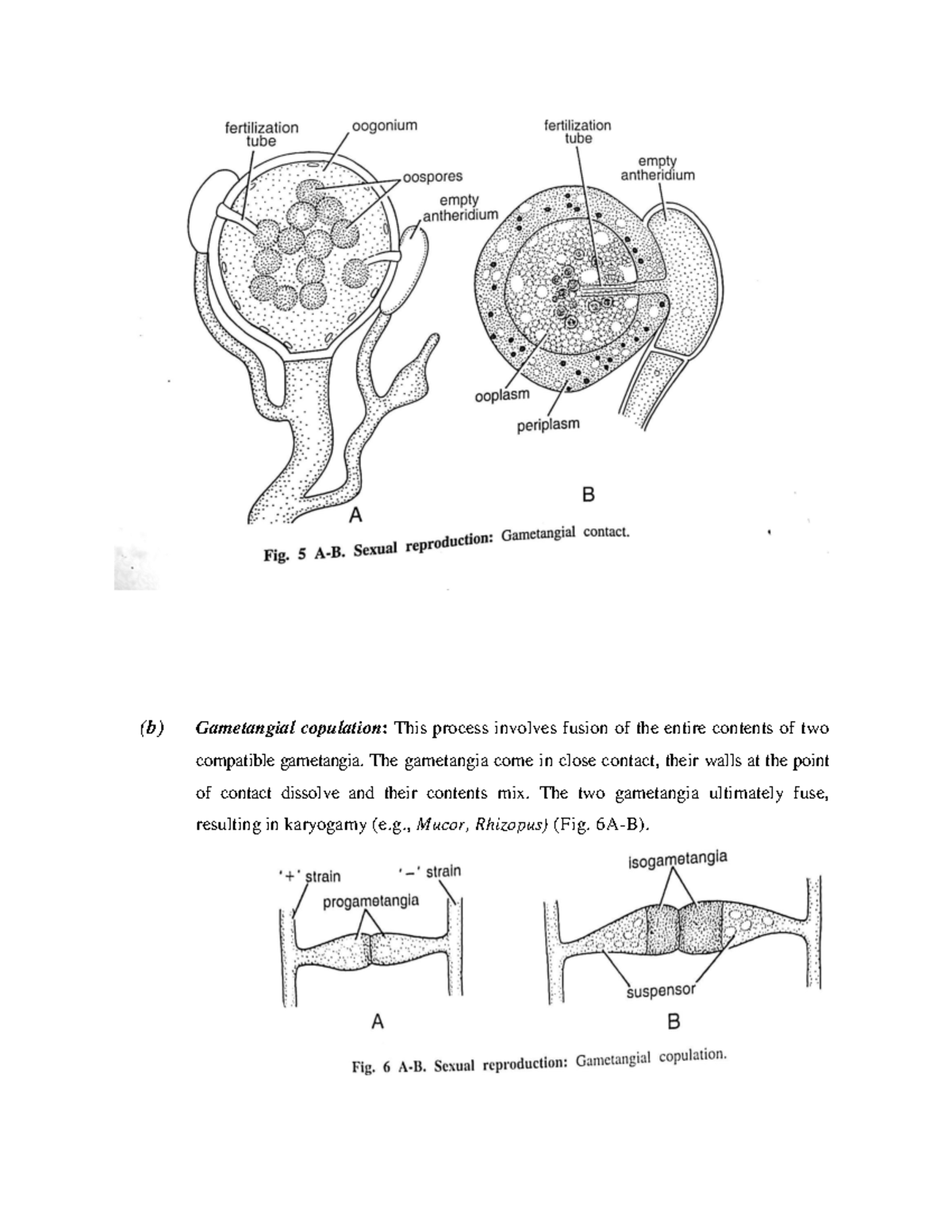 BG ist sem botany 5 - (b) Gametangial copulation: This process involves ...
