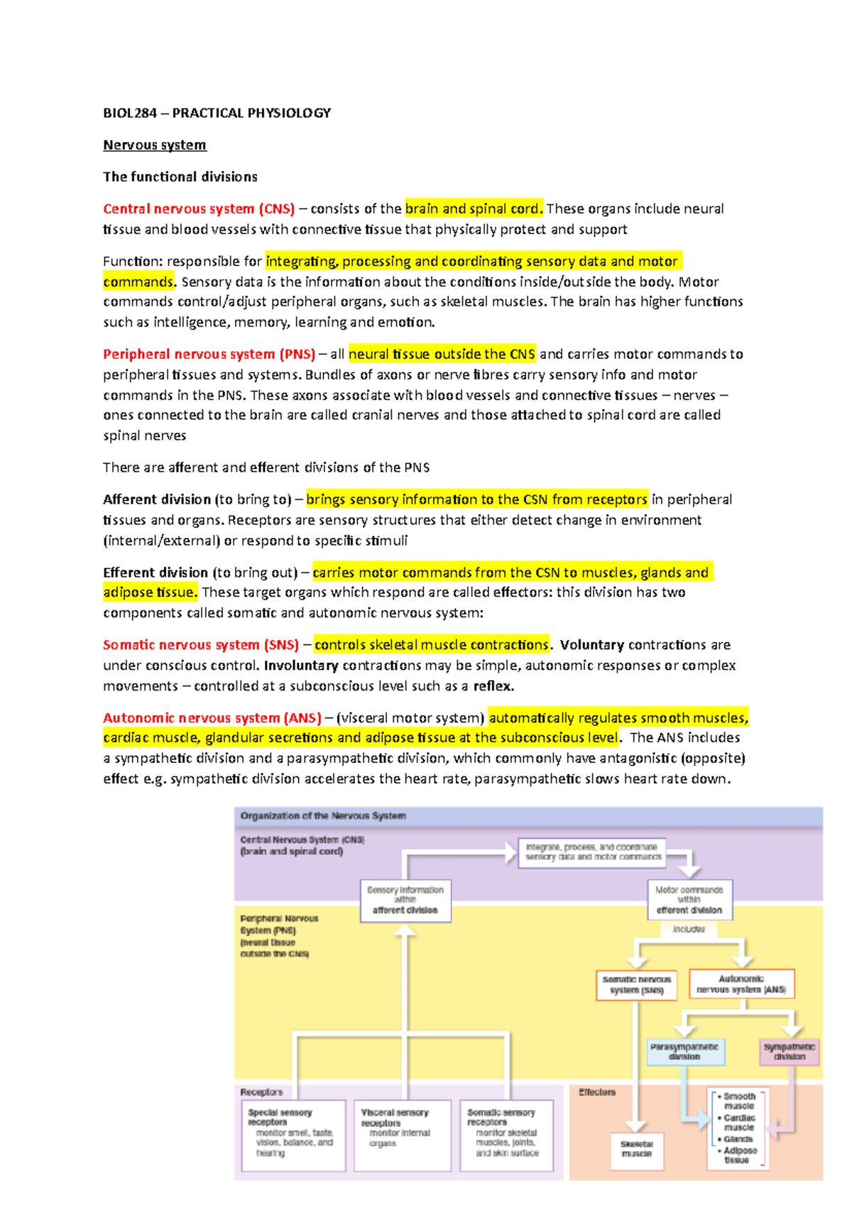 BIOL284 - nervous system notes - BIOL284 – PRACTICAL PHYSIOLOGY Nervous ...