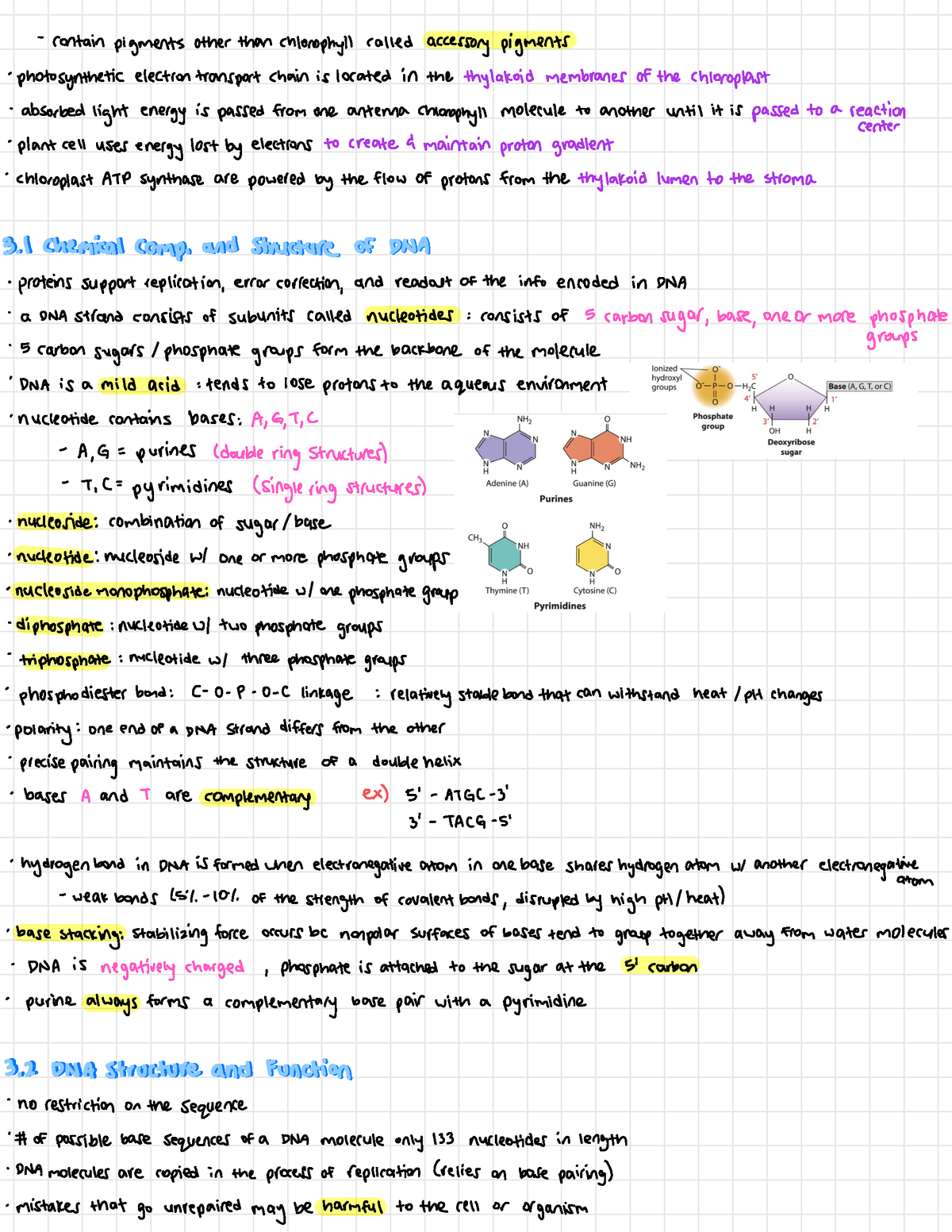 Ls 7A notes ch 3 - contain pigments other than chlorophyll called ...