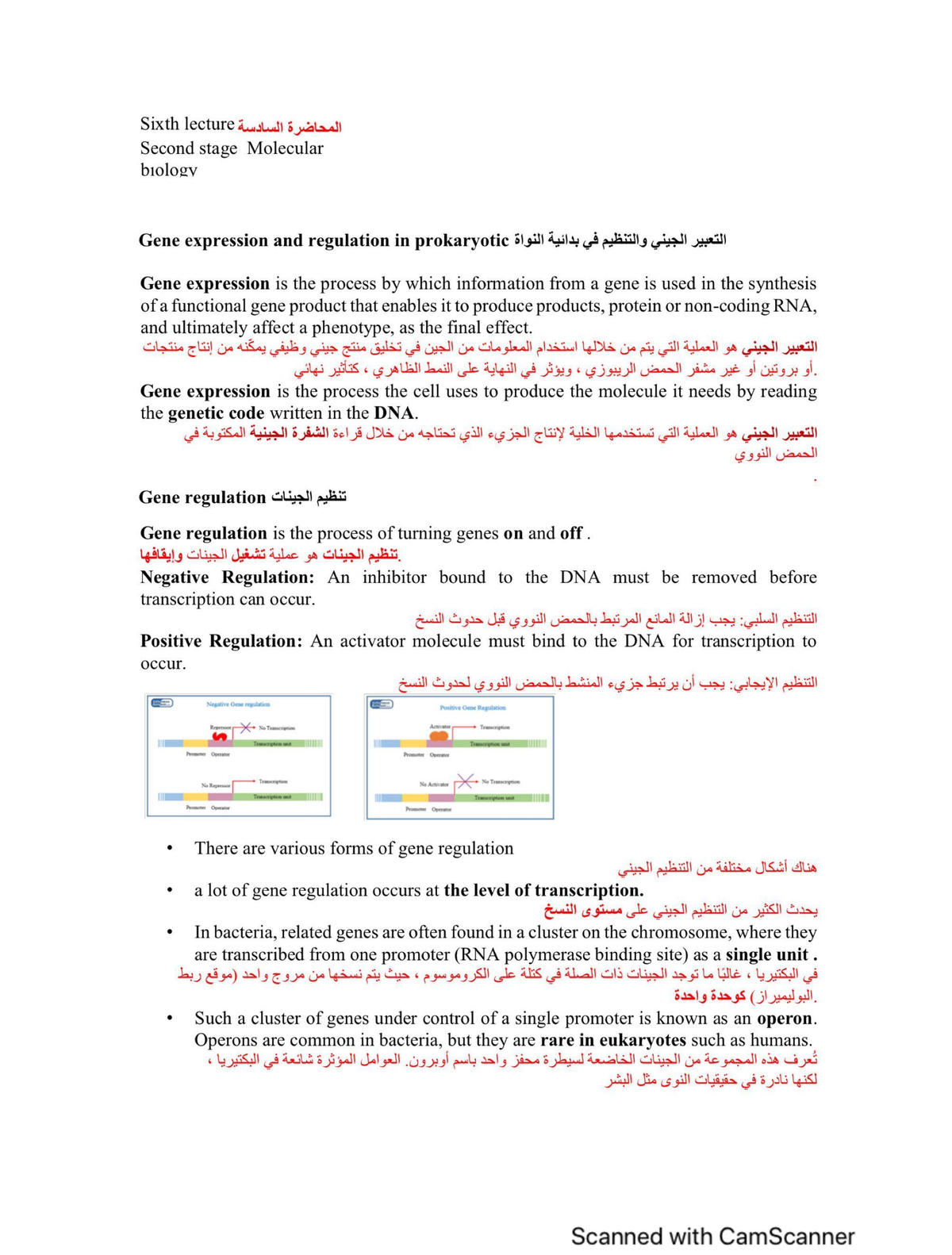 Lec 6 Molecular Biology Molecular Biology Studocu Lec 6 Molecular Biology Molecular Biology Studocu