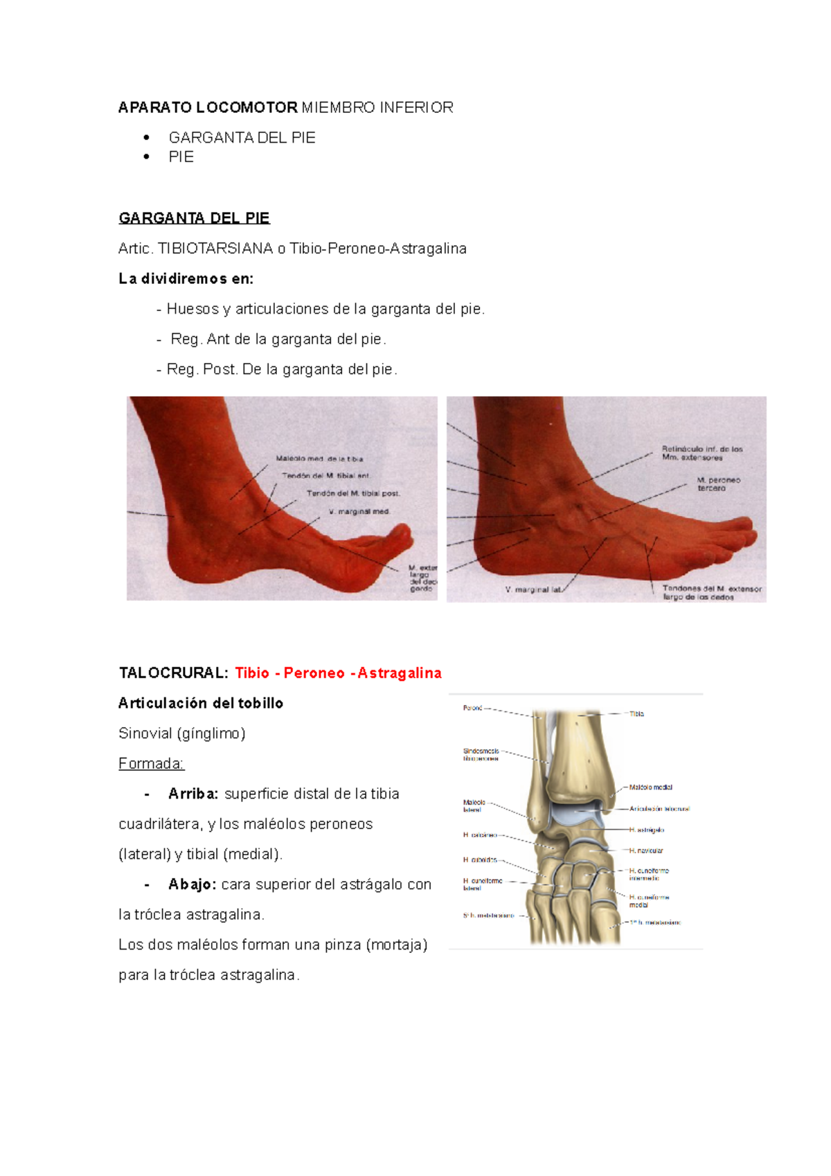 PIE Aparato Miembro Inferior APARATO MIEMBRO