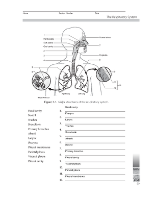 The Respiratory System - 2401 - Studocu