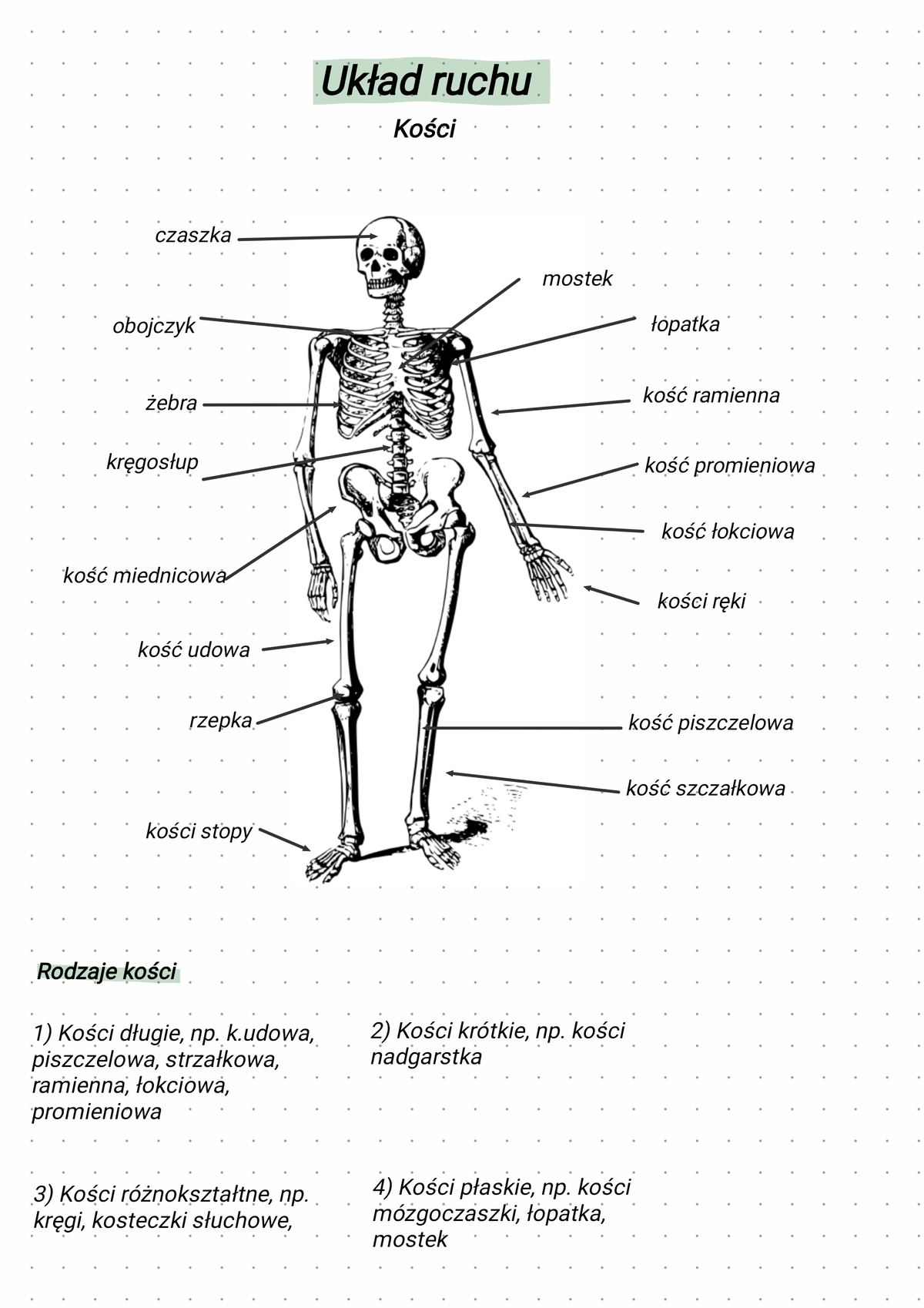 Układ ruchu- kości - notatki z układu i informacje na jego temat ...