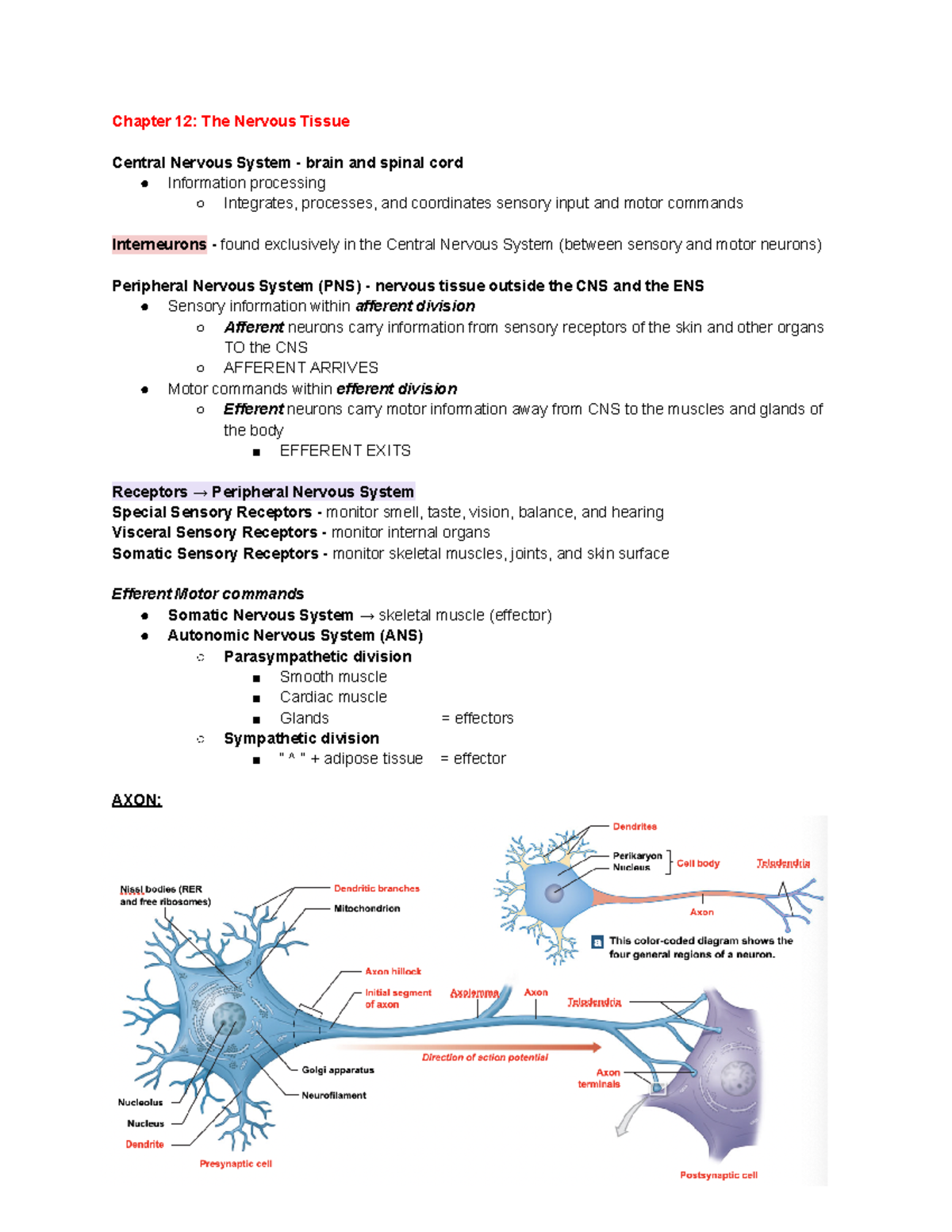 Chapter 12 The Nervous Tissue - Chapter 12: The Nervous Tissue Central ...