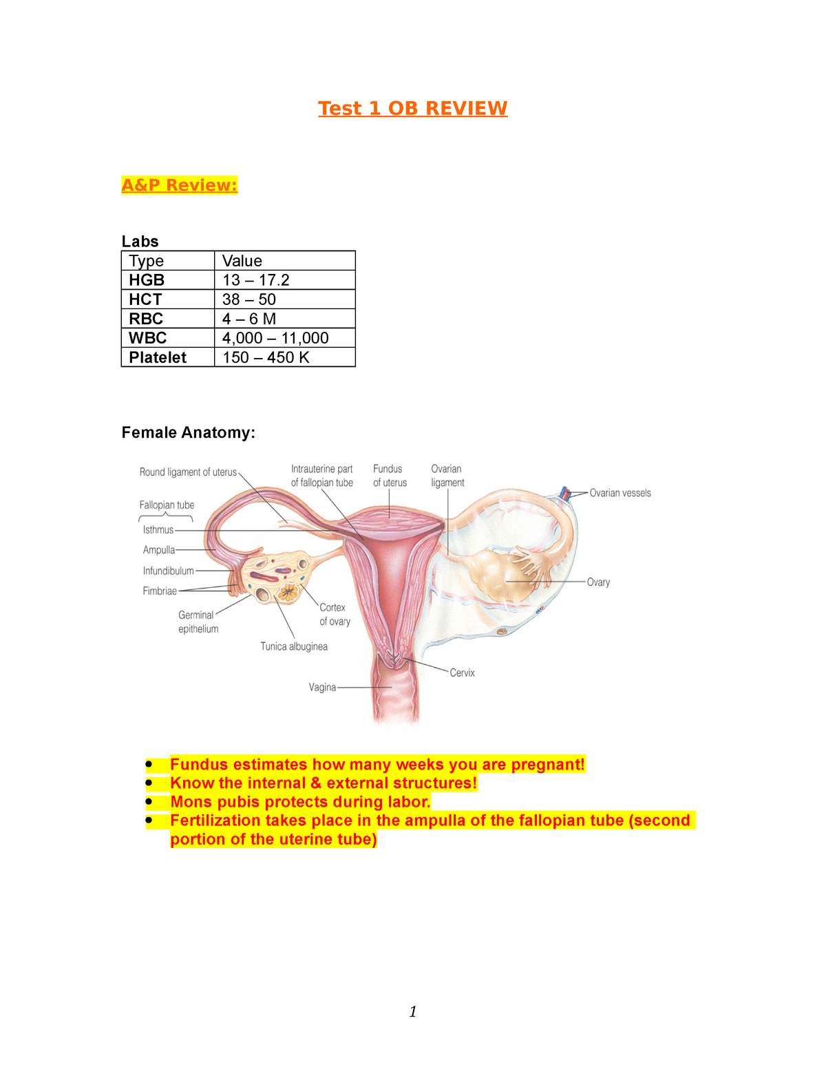 Female Anatomy Pregnant
