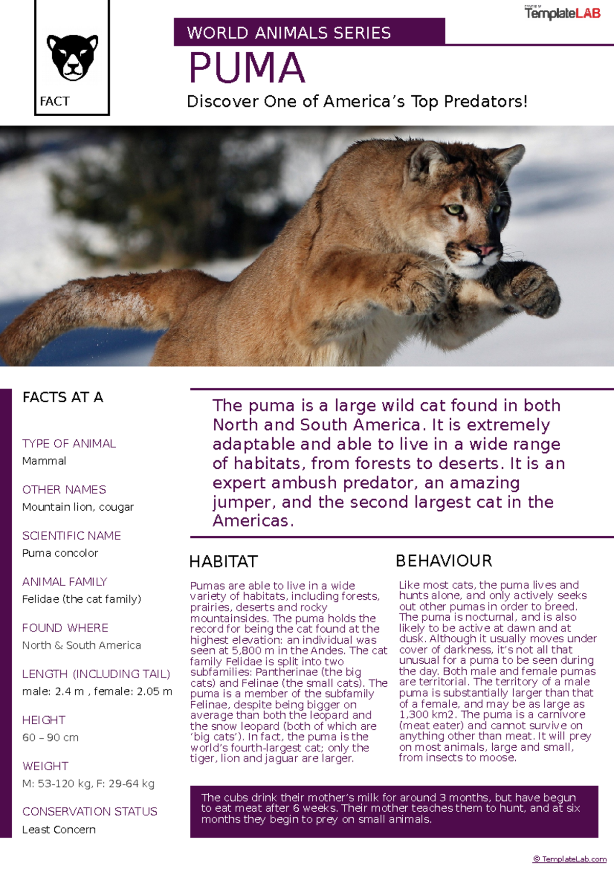 Animal Fact Sheet Template - Template Lab - ARCP 101 - Studocu