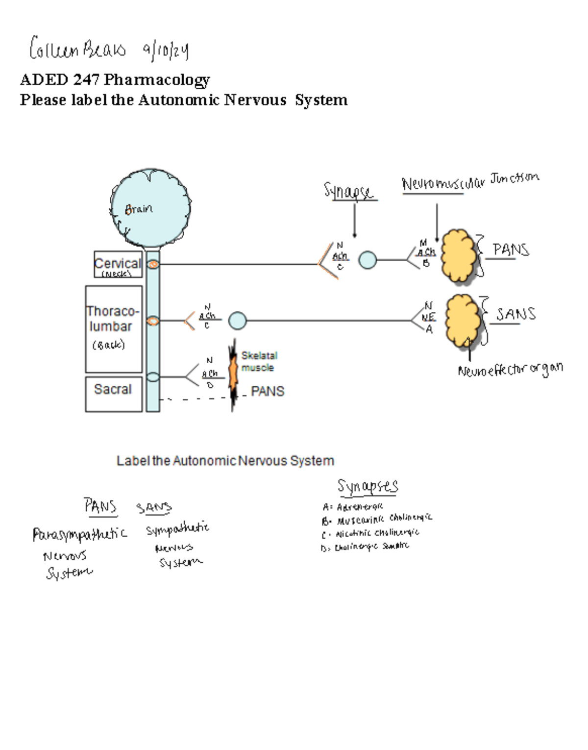 Labeled the Autonomic system - ADED 247C - ADED 247 Pharmacology Please ...