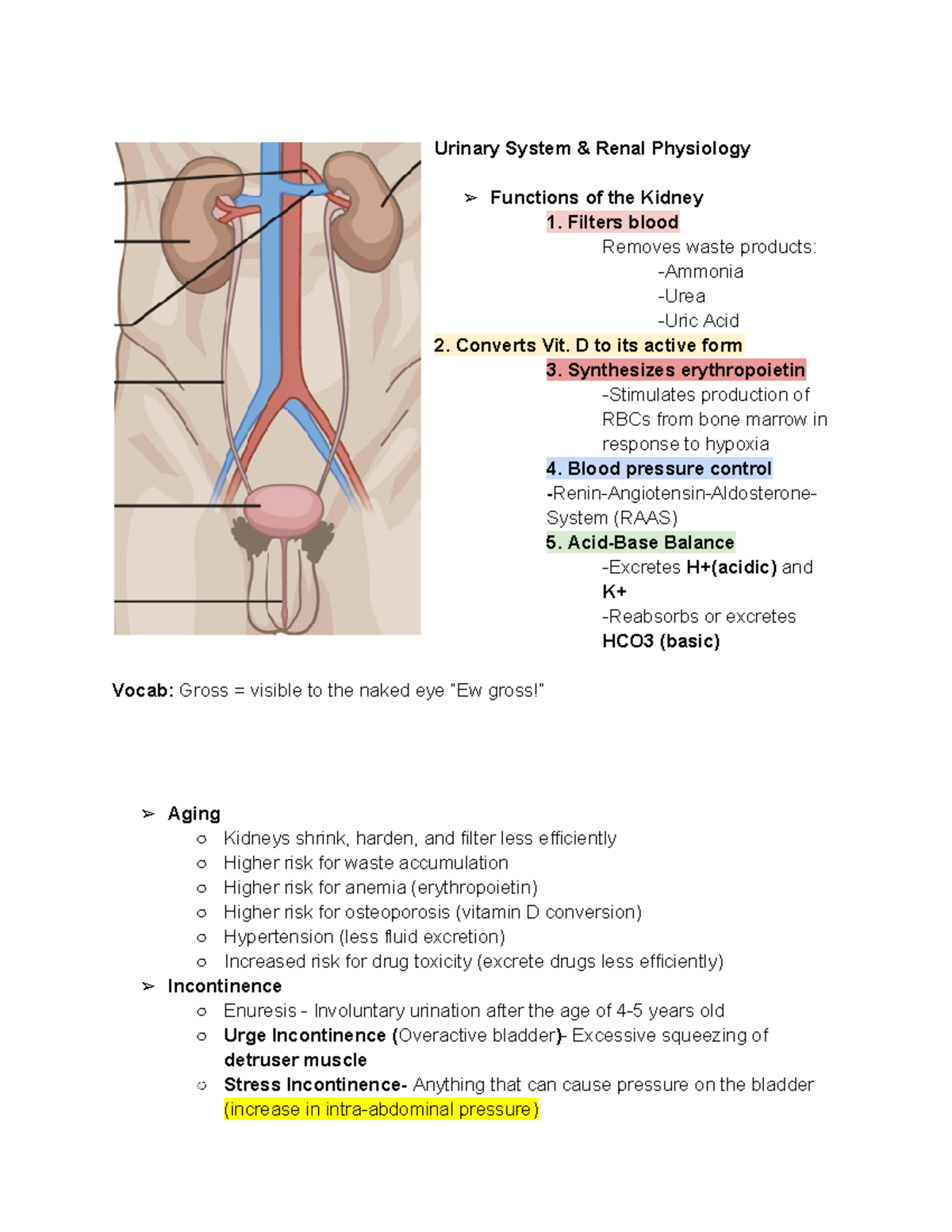 4. Urinary Study Guide - Urinary System & Renal Physiology Functions of ...