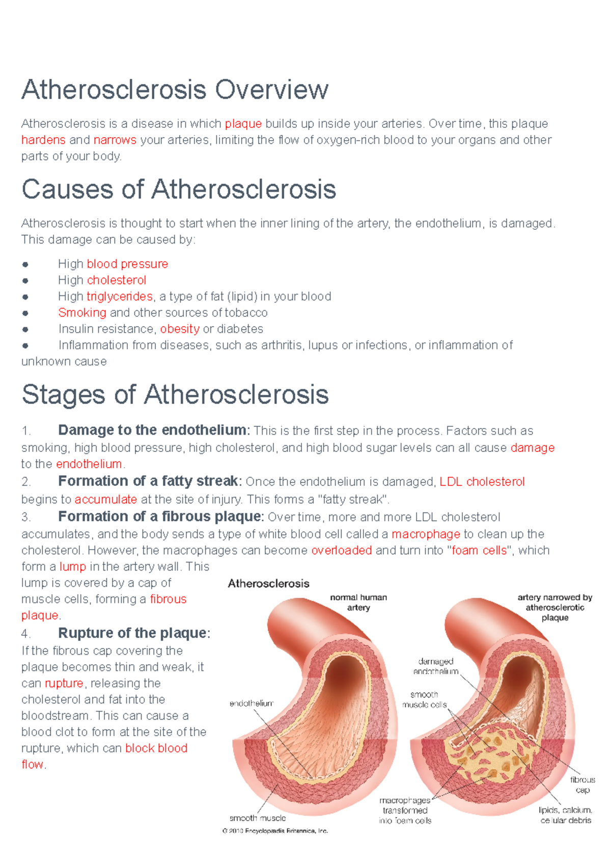 Atherosclerosis Over time, this plaque hardens and narrows your