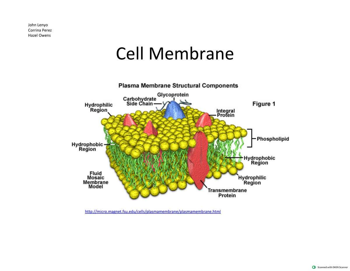 Structure of cell membrane - Cell Biology - Studocu