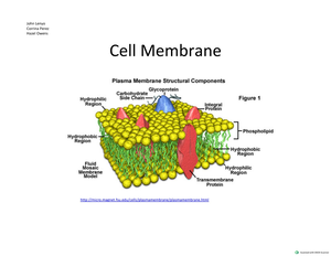 Structure Of Cell Membrane - Cell Biology - Studocu