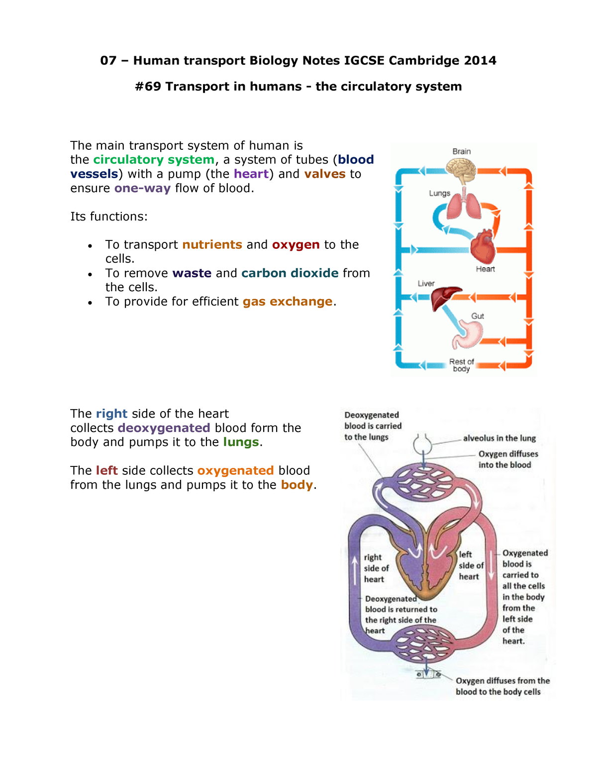 07 Human Transport Biology Notes Igcse 2014 - 07 – Human transport ...